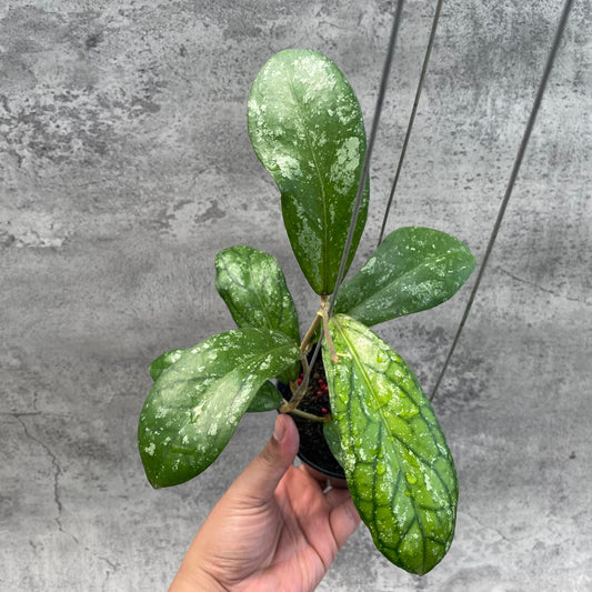 Hoya SP Tanggamus Splash "Waymaja" — rare Indonesian plant