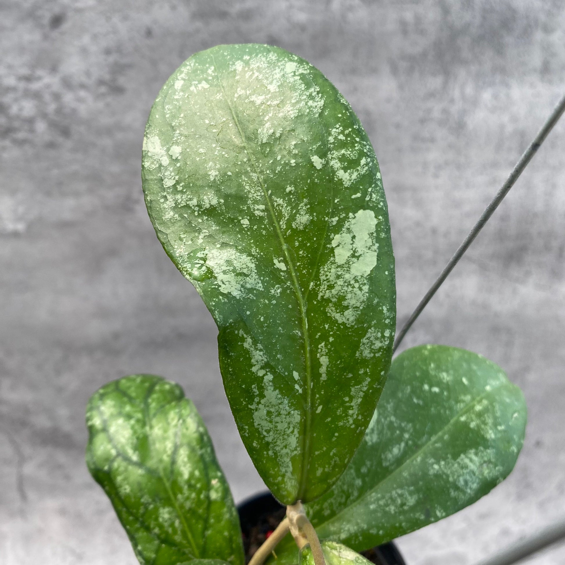 Hoya SP Tanggamus Splash "Waymaja" — photo 2
