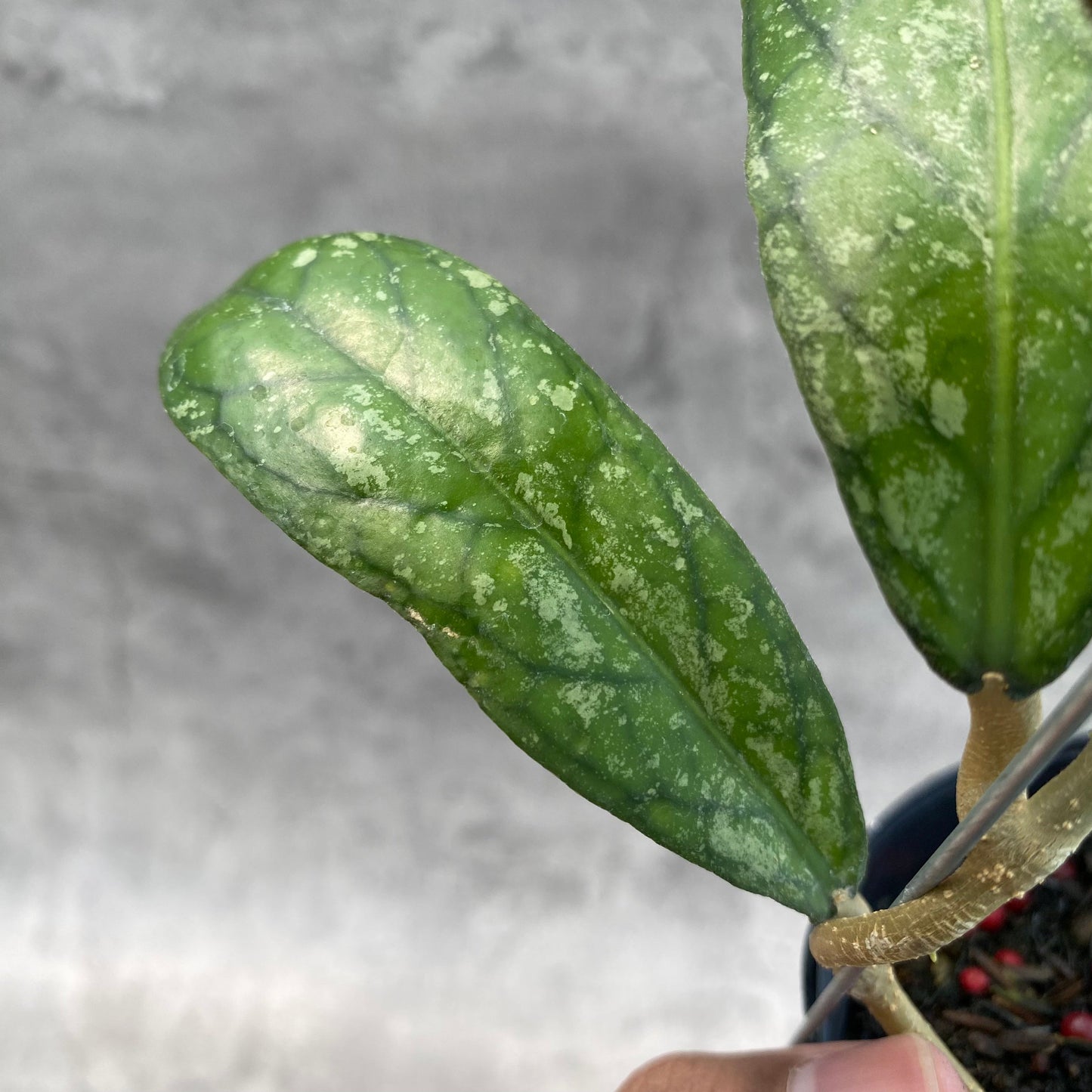 Hoya SP Tanggamus Splash "Waymaja" — photo 3