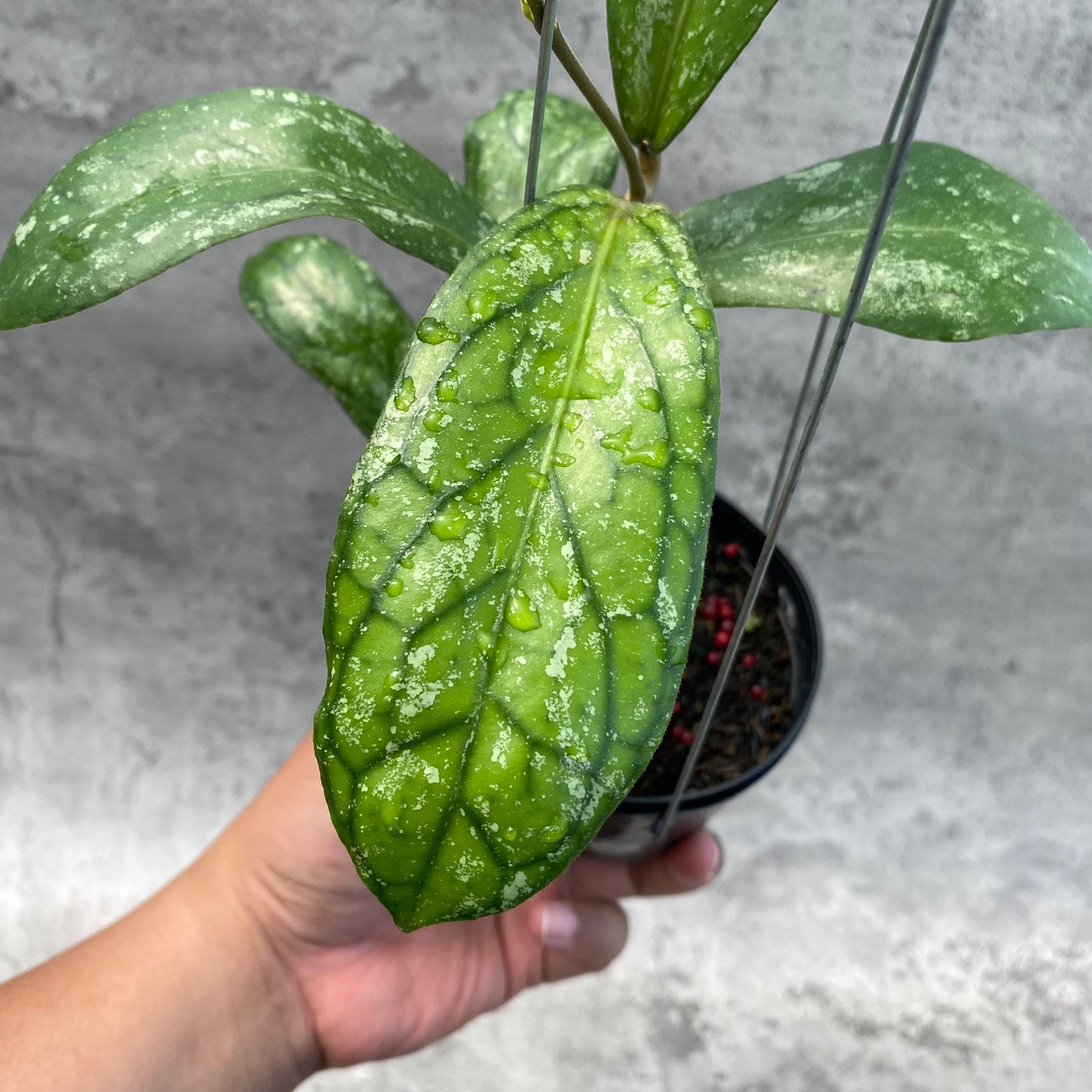 Hoya SP Tanggamus Splash "Waymaja" — photo 4