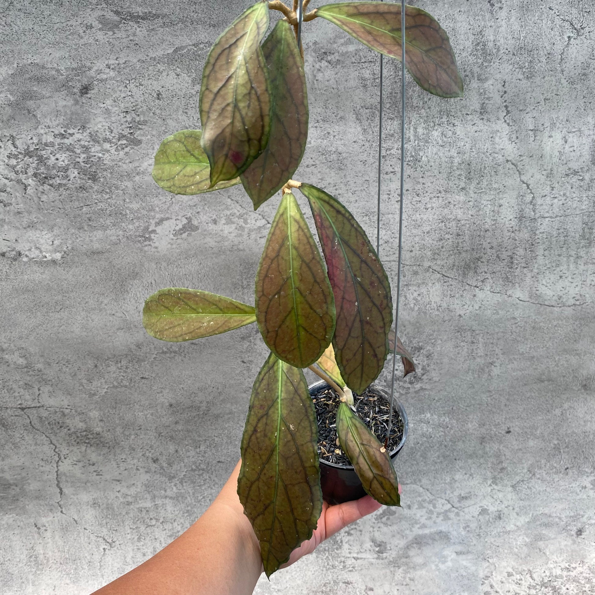 Hoya SP Tanggamus Red — rare Indonesian plant