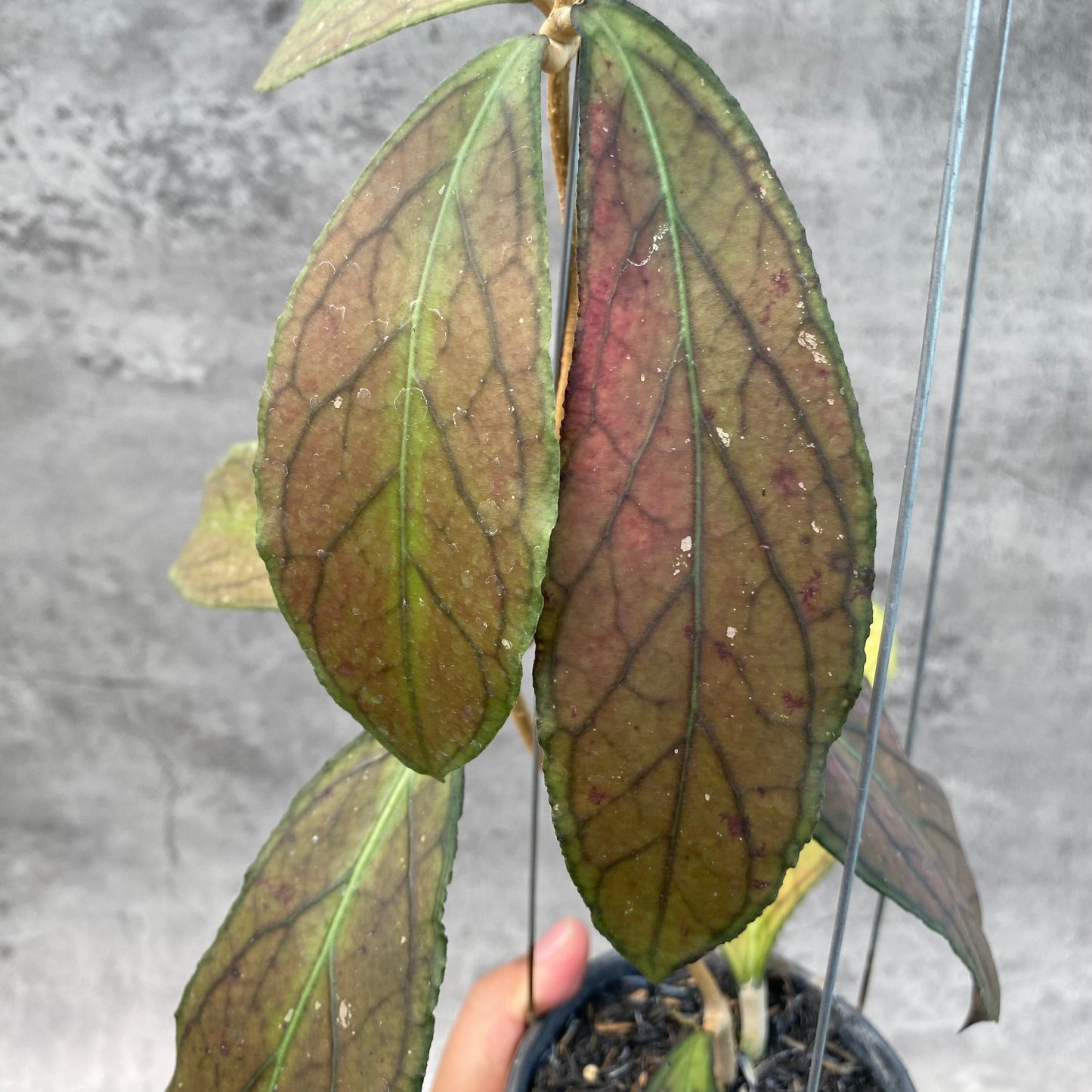 Hoya SP Tanggamus Red — photo 2
