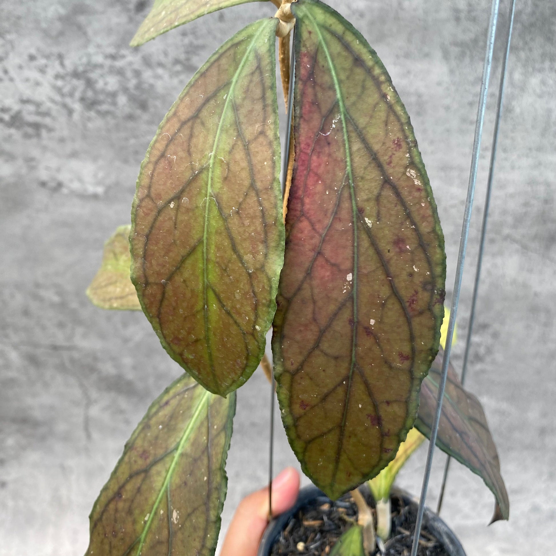 Hoya SP Tanggamus Red — photo 2