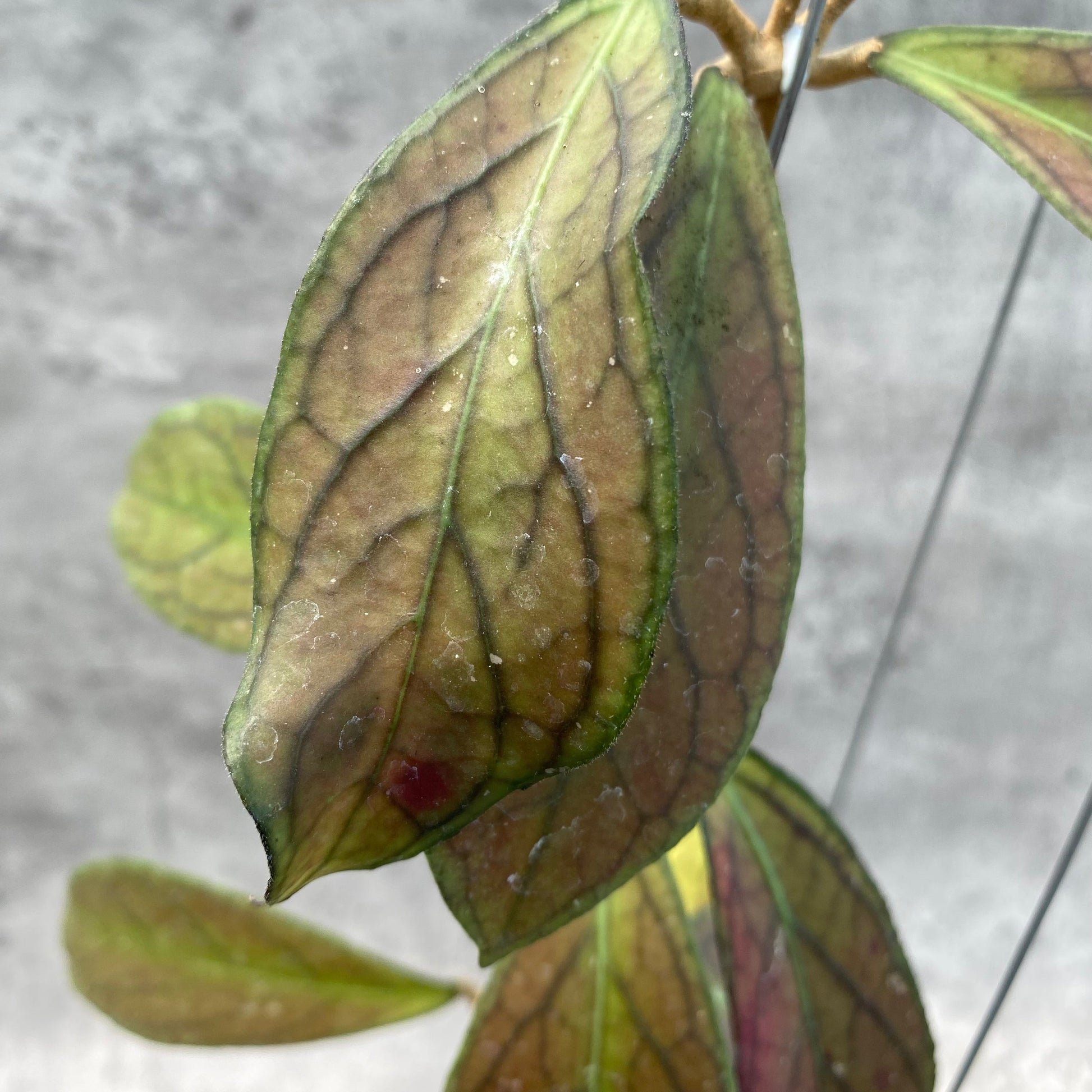 Hoya SP Tanggamus Red — photo 3