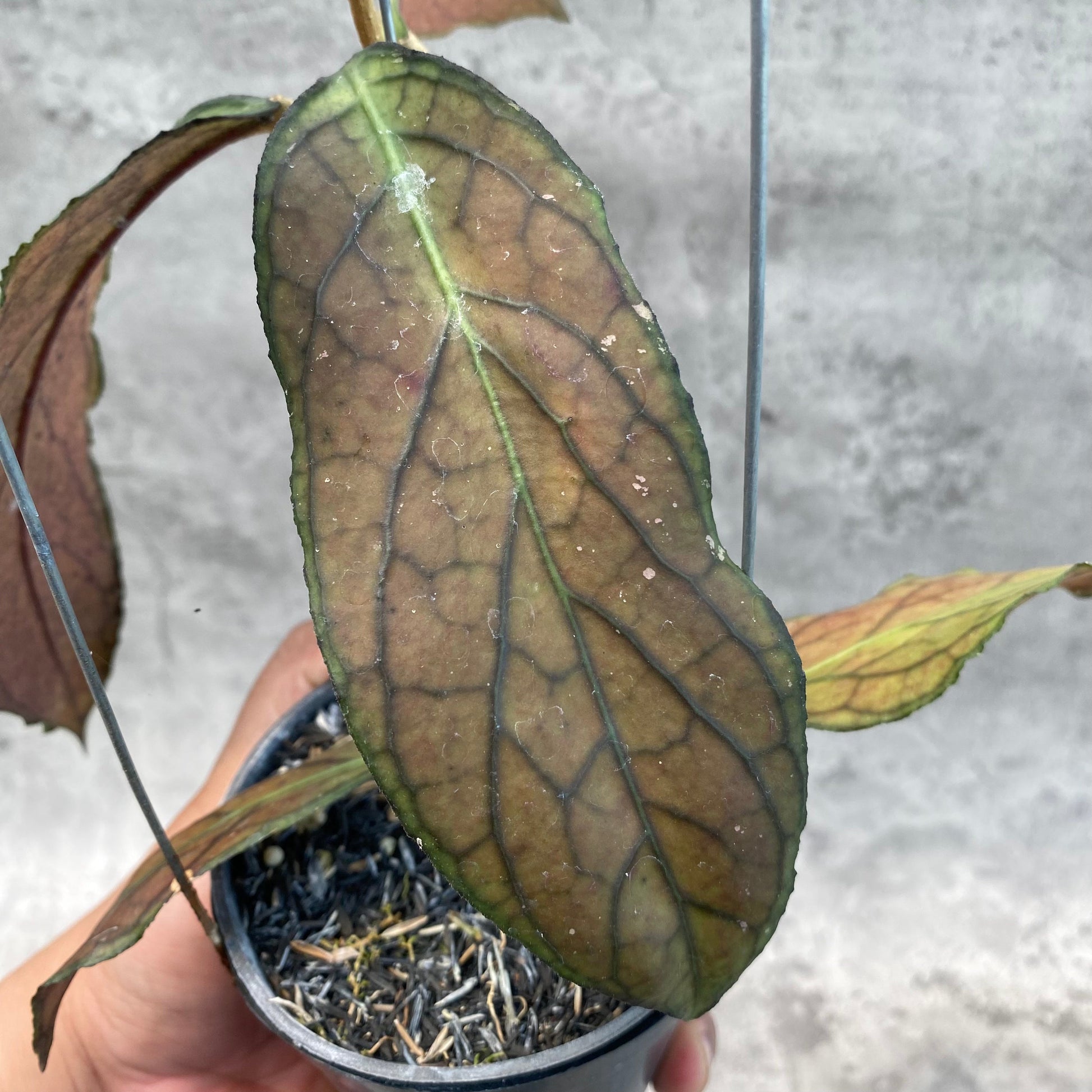 Hoya SP Tanggamus Red — photo 4