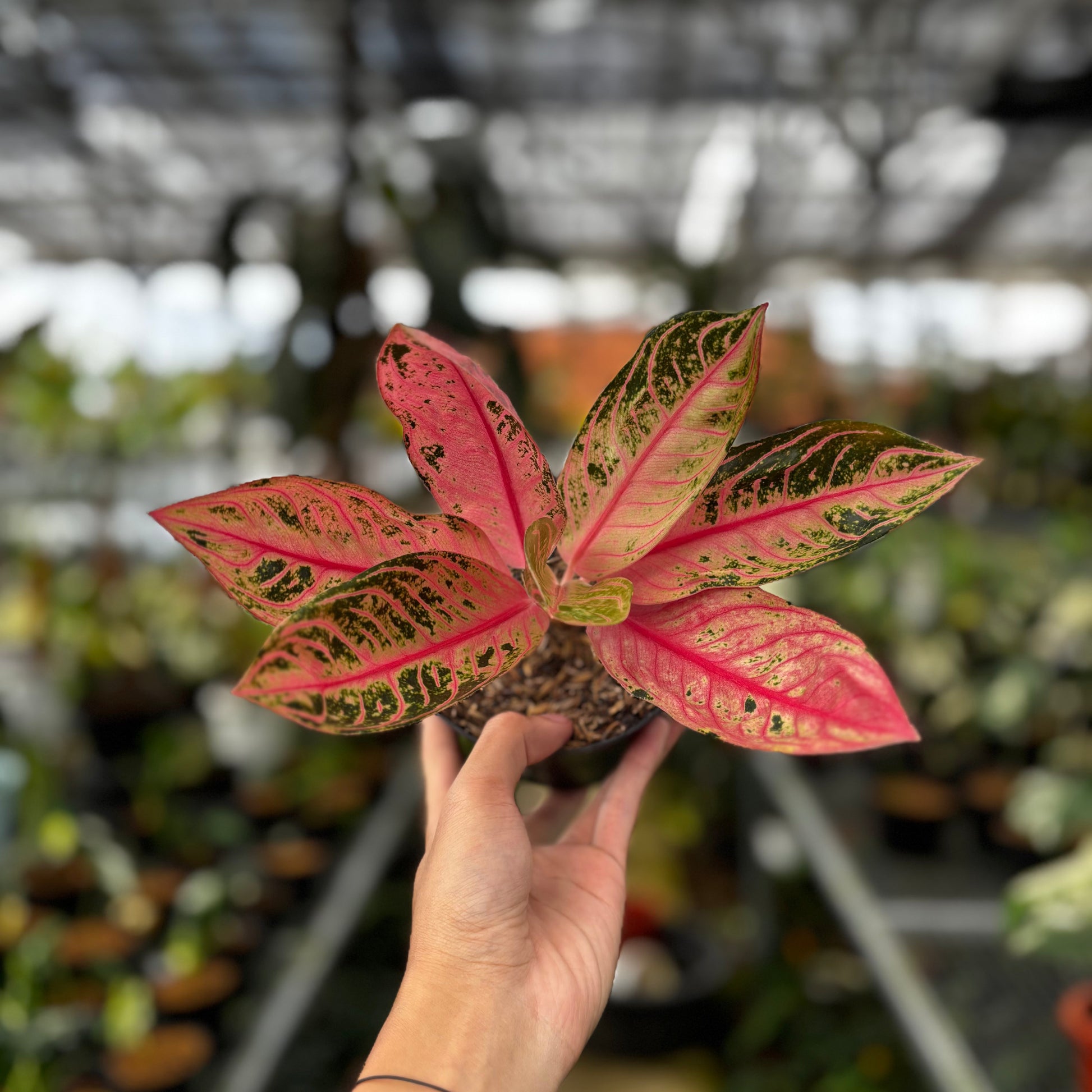 Aglaonema Pride of Sumatra Mutation — rare Indonesian plant