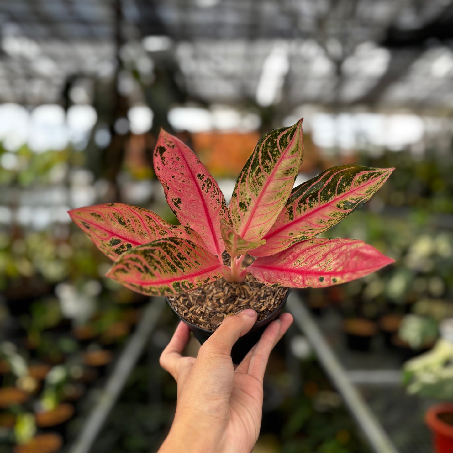 Aglaonema Pride of Sumatra Mutation — photo 4