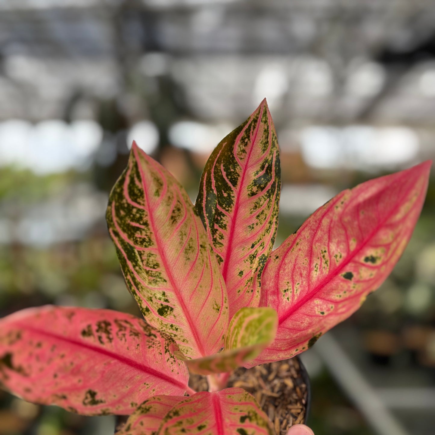 Aglaonema Pride of Sumatra Mutation — photo 3