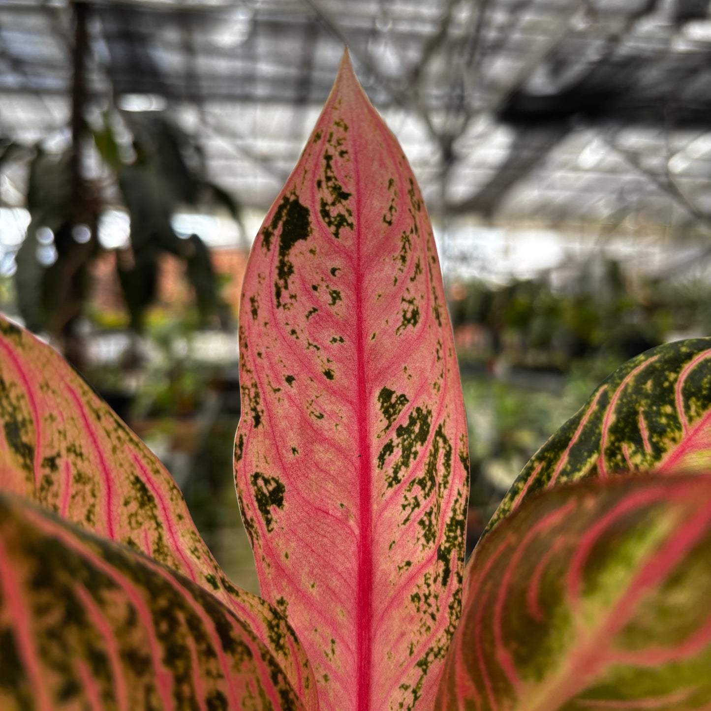 Aglaonema Pride of Sumatra Mutation — photo 2