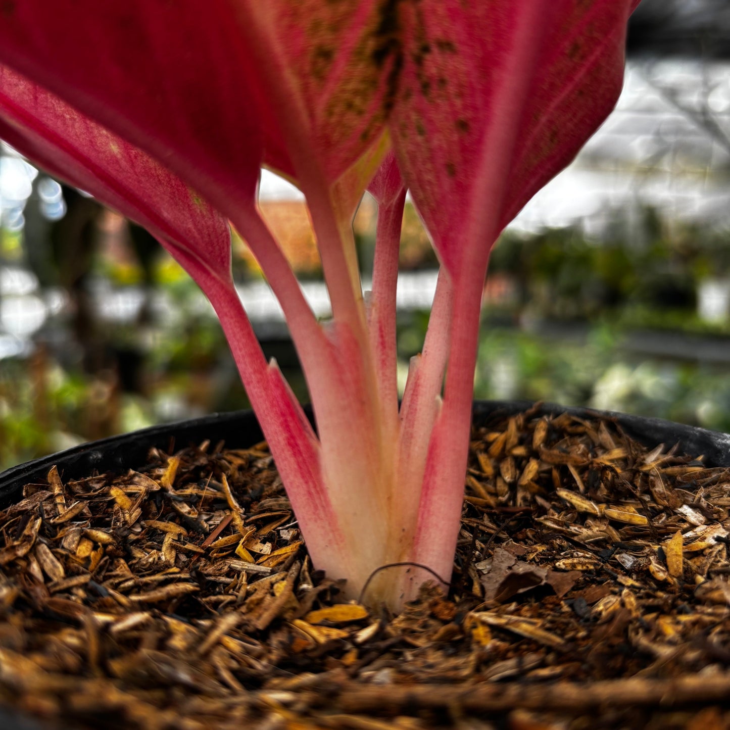 Aglaonema Pride of Sumatra Mutation — photo 5