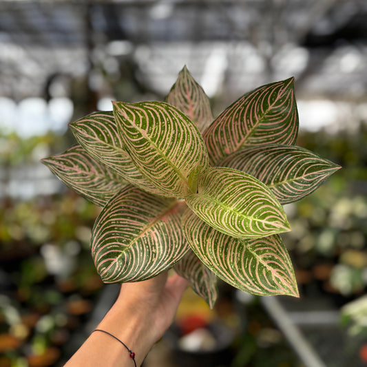 Aglaonema Golden Hope — rare Indonesian plant