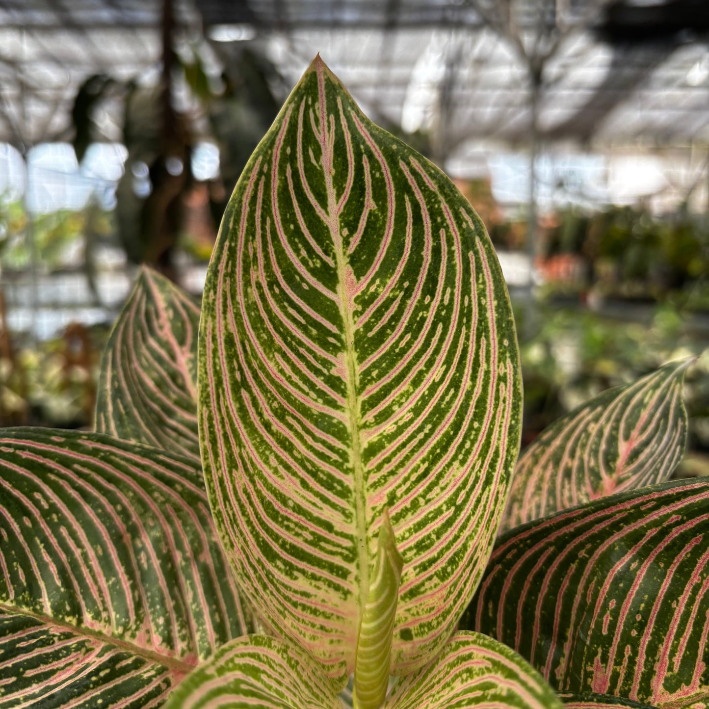 Aglaonema Golden Hope — photo 3
