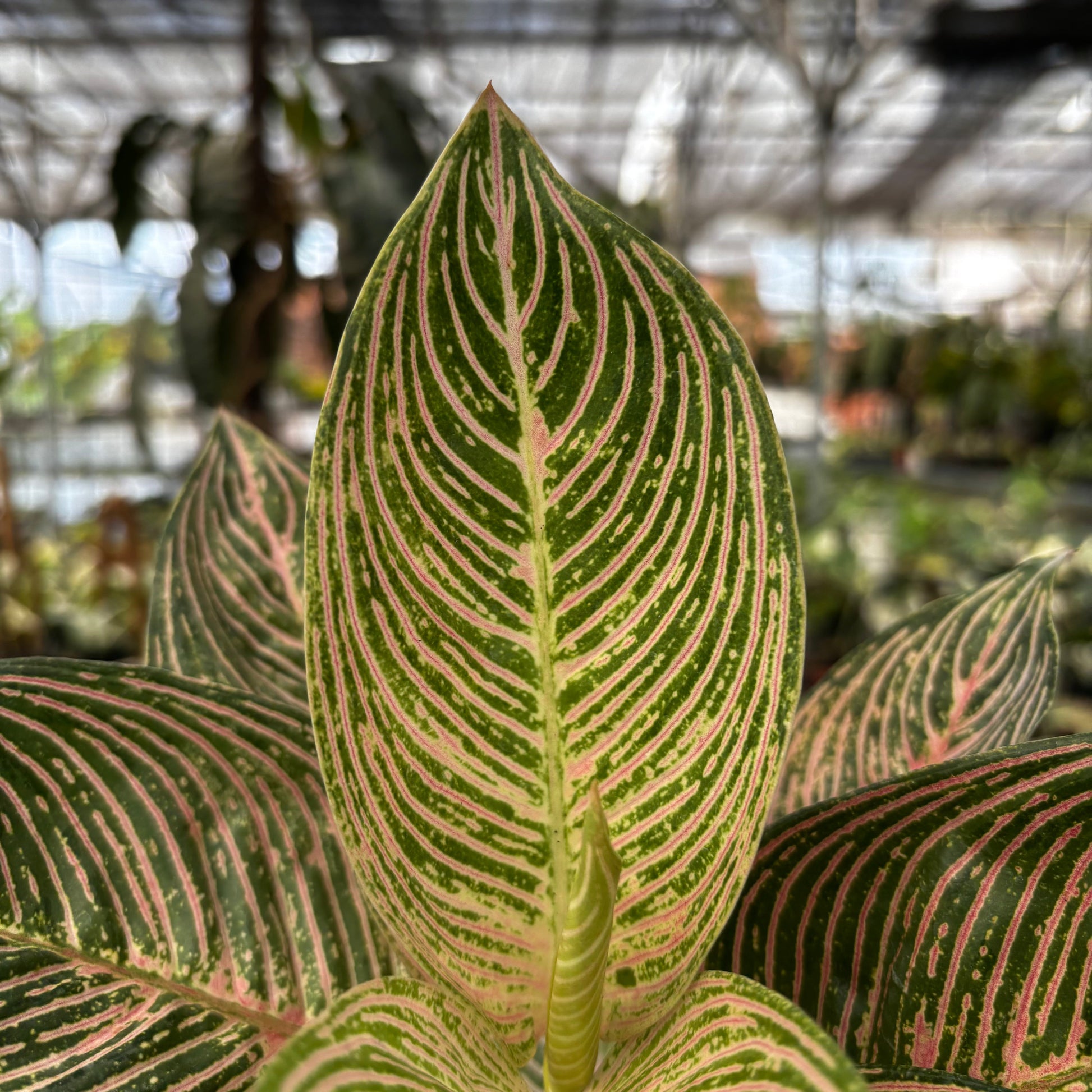 Aglaonema Golden Hope — photo 3
