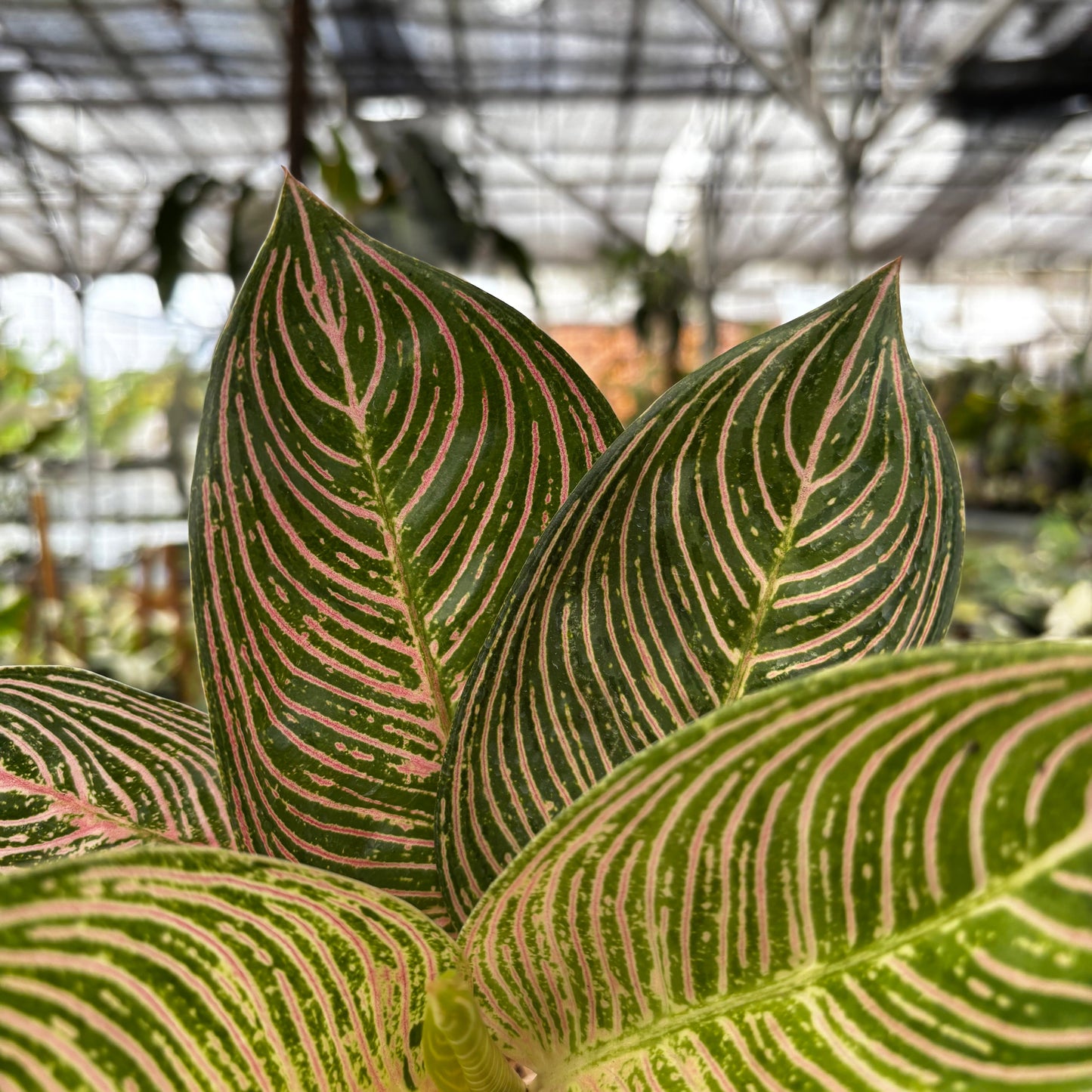 Aglaonema Golden Hope — photo 2