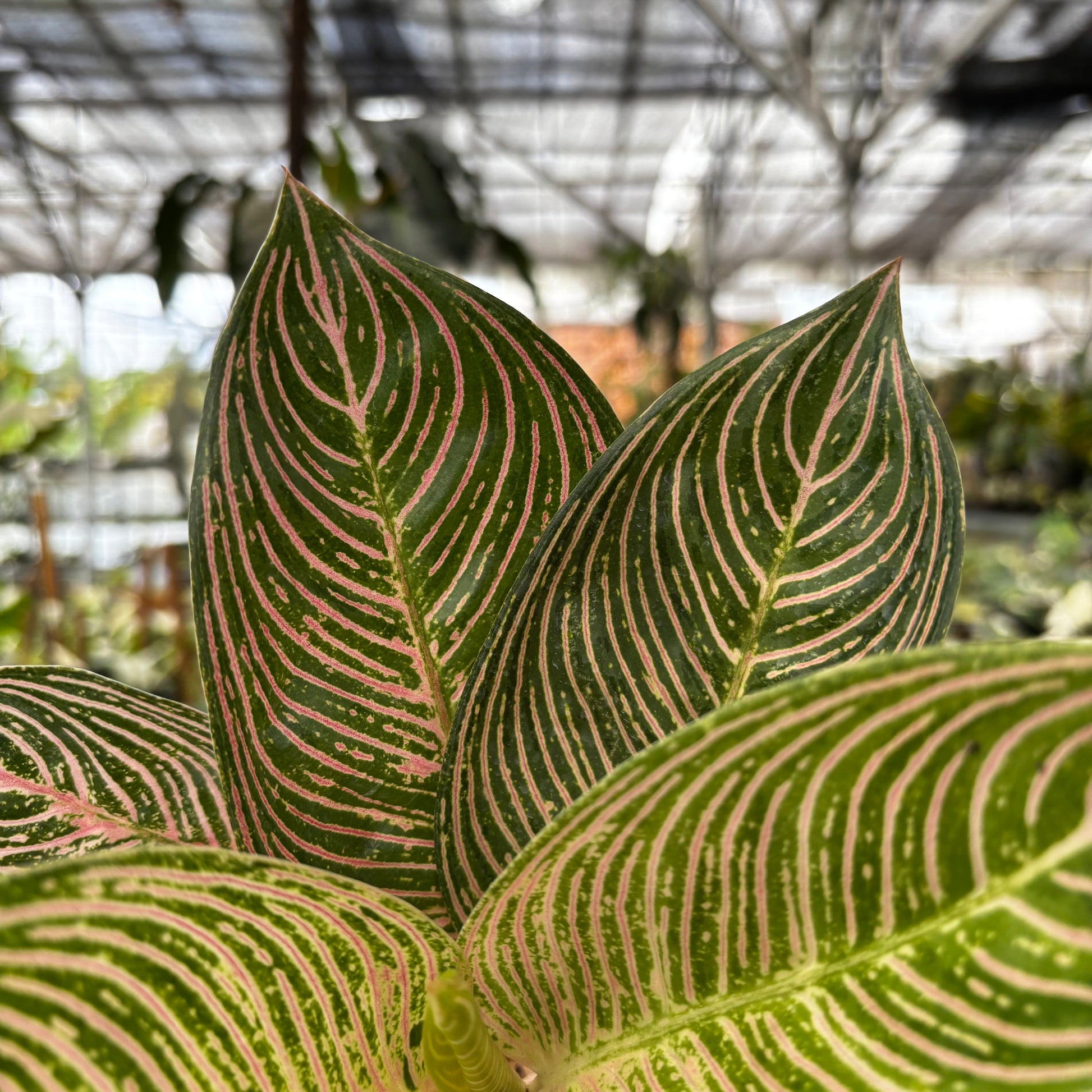 Aglaonema Golden Hope — photo 2