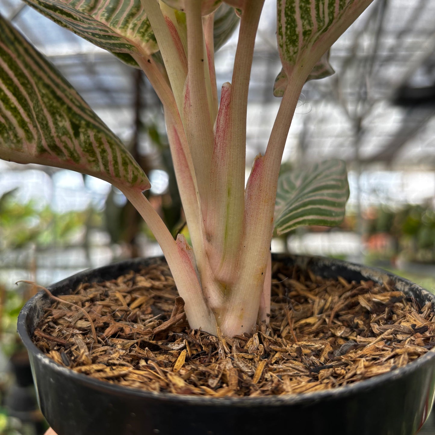 Aglaonema Golden Hope — photo 4