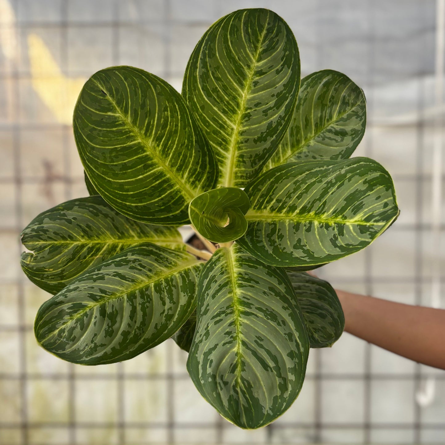 Aglaonema Green Arha Big - Indonesian Rare Plants