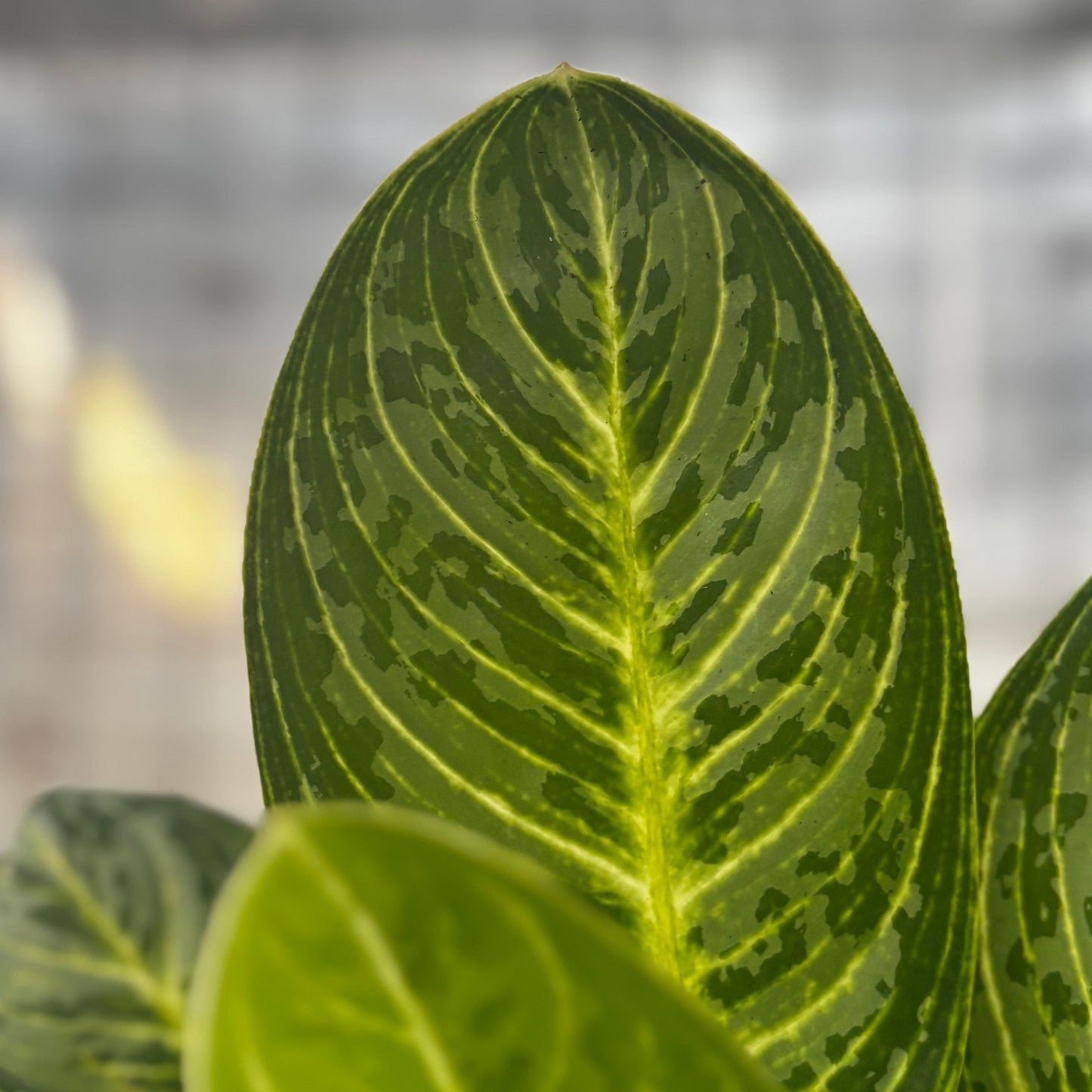 Aglaonema Green Arha Big