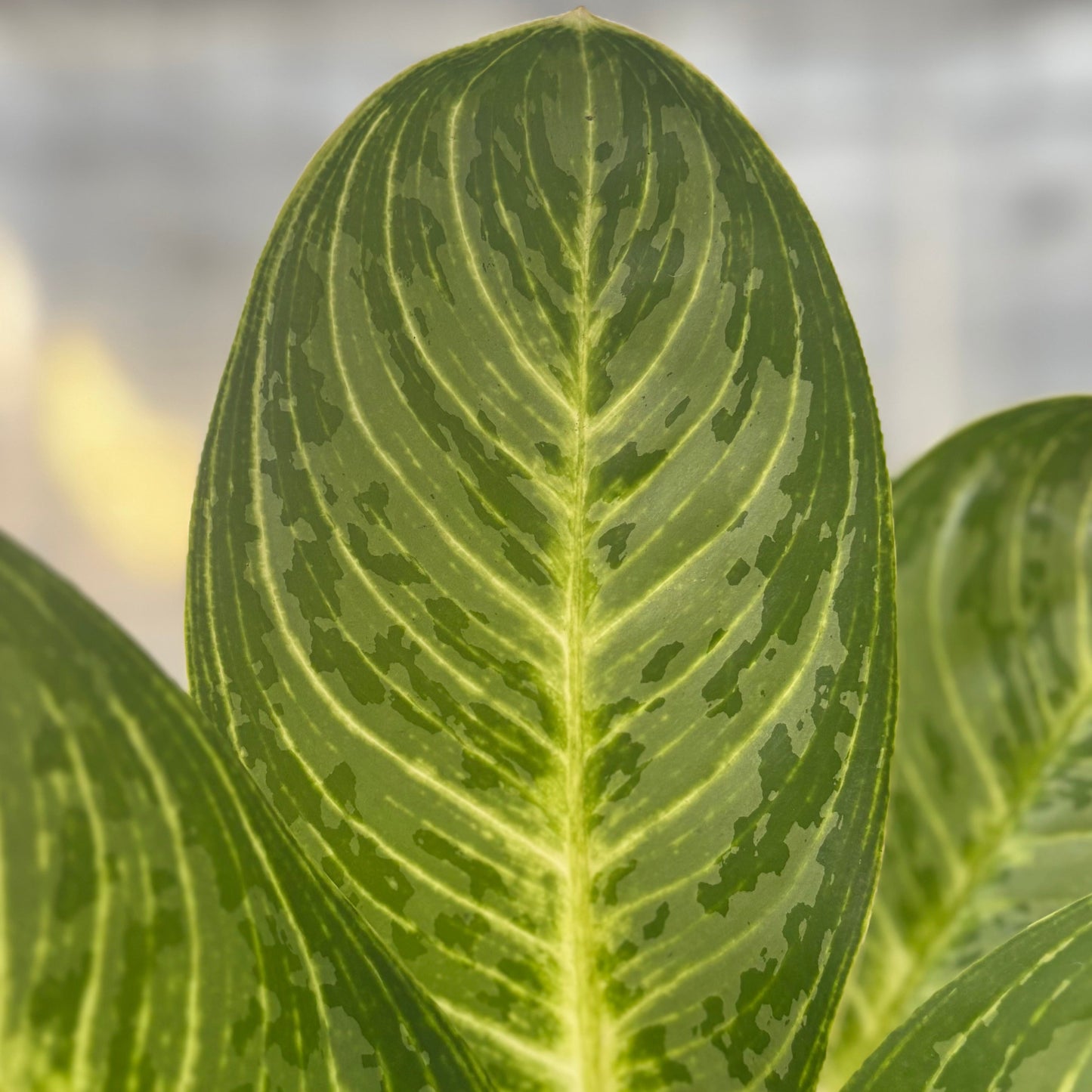 Aglaonema Green Arha Big