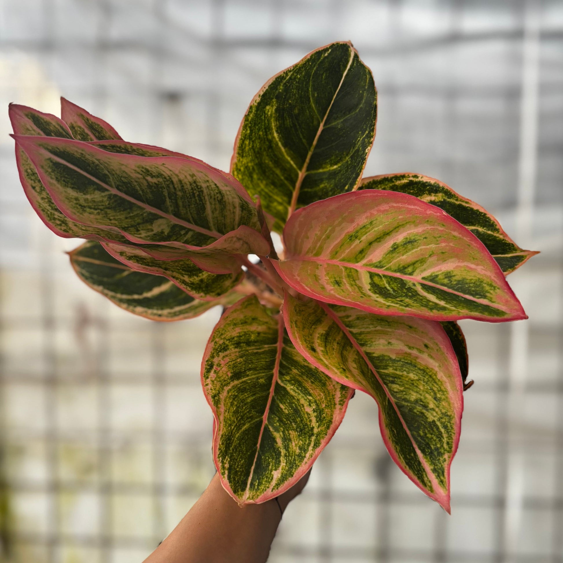 Aglaonema Dejavu - Indonesian Rare Plants