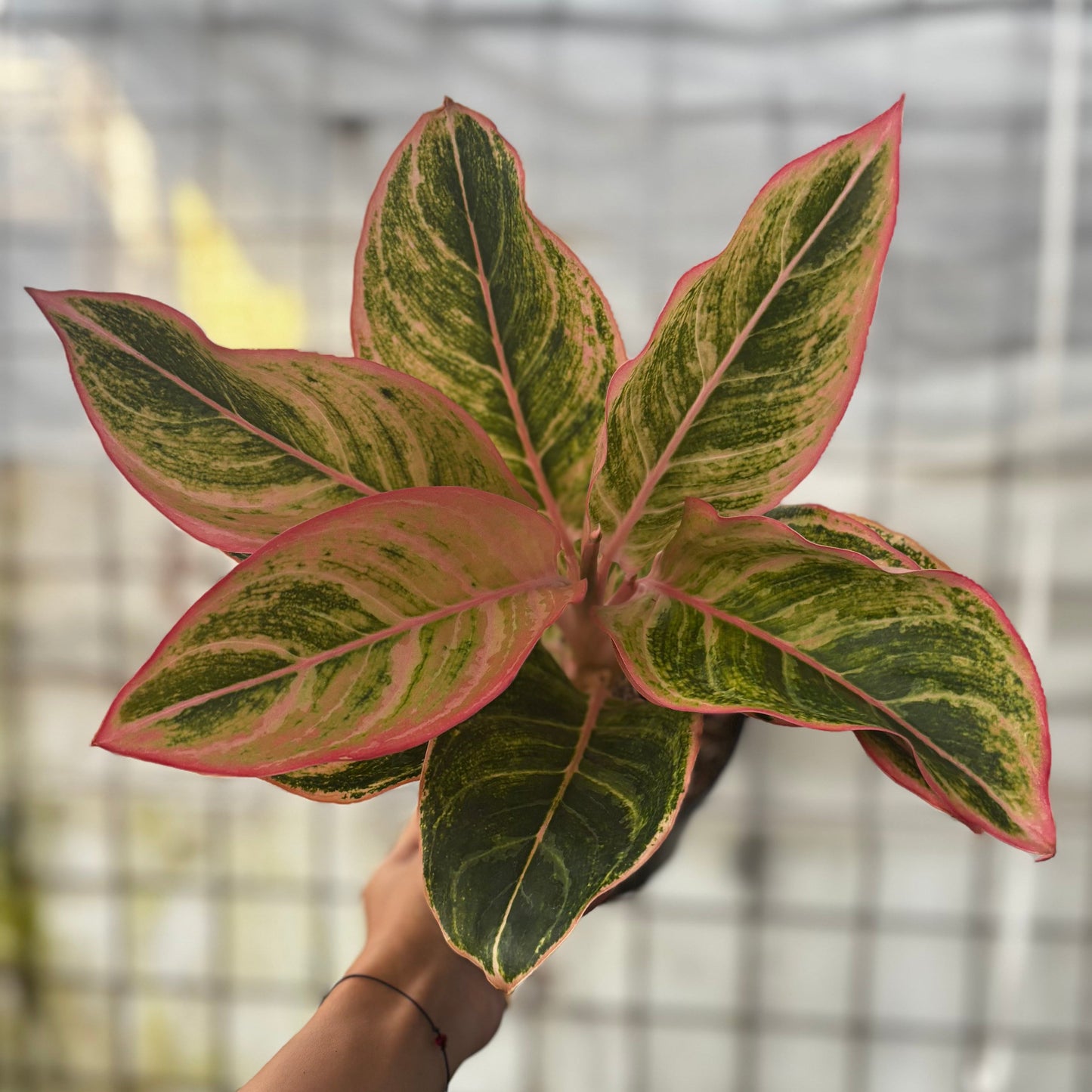 Aglaonema Dejavu