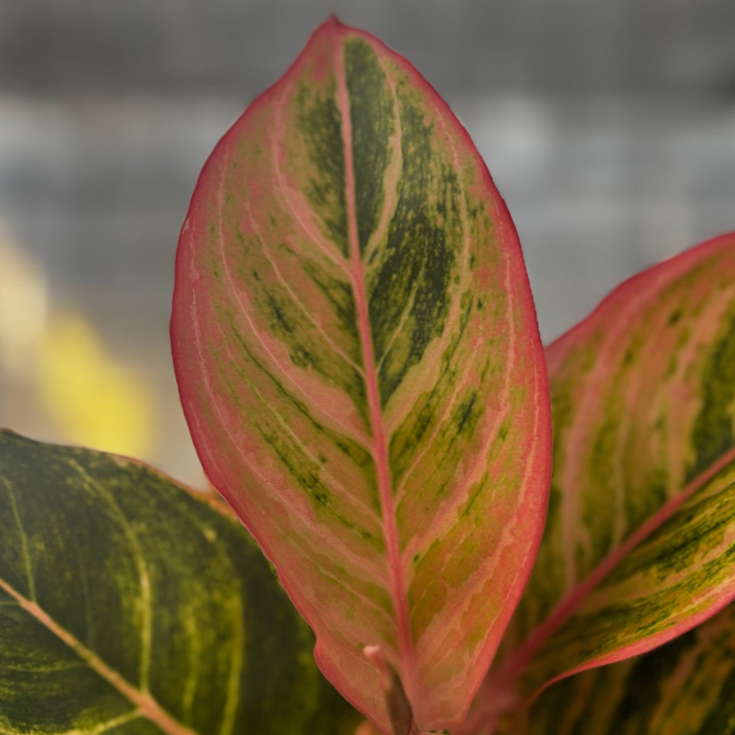 Aglaonema Dejavu