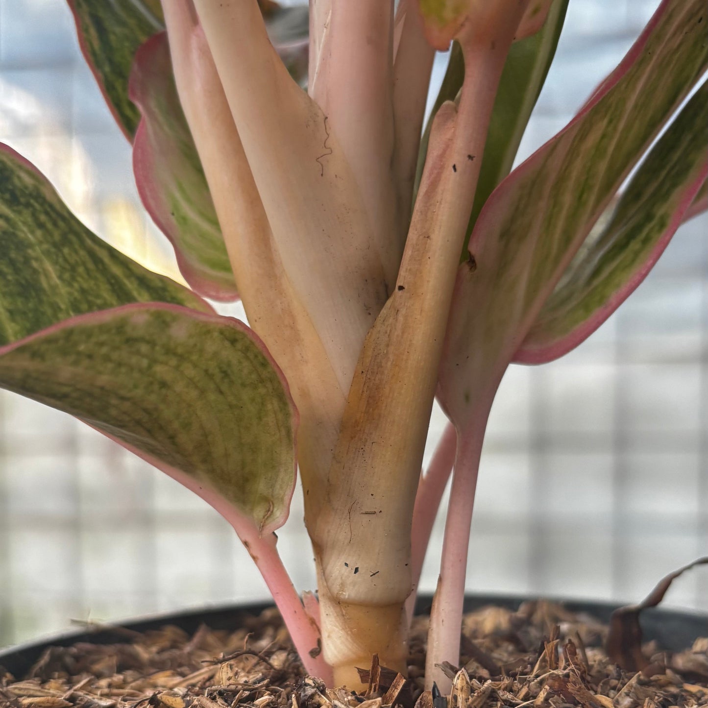 Aglaonema Dejavu