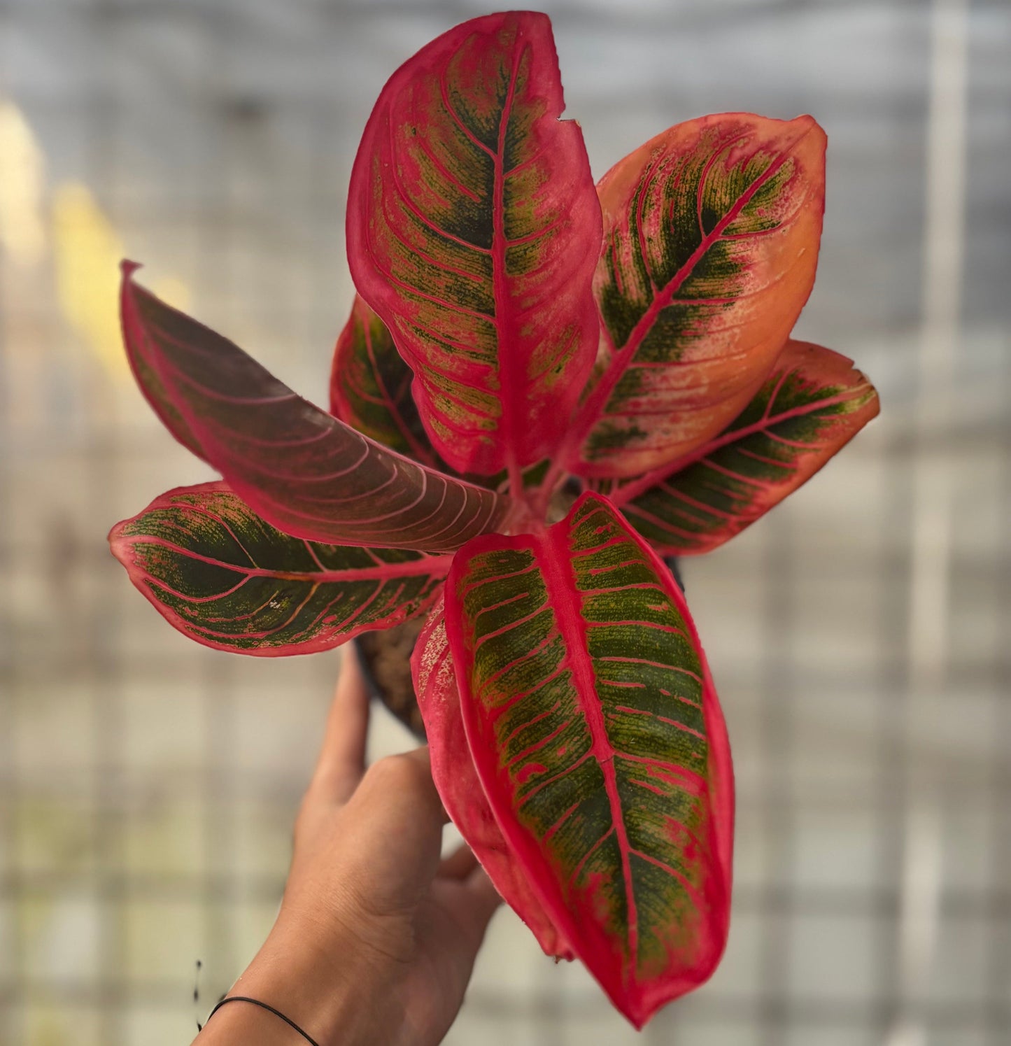 Aglaonema Khanza - Indonesian Rare Plants