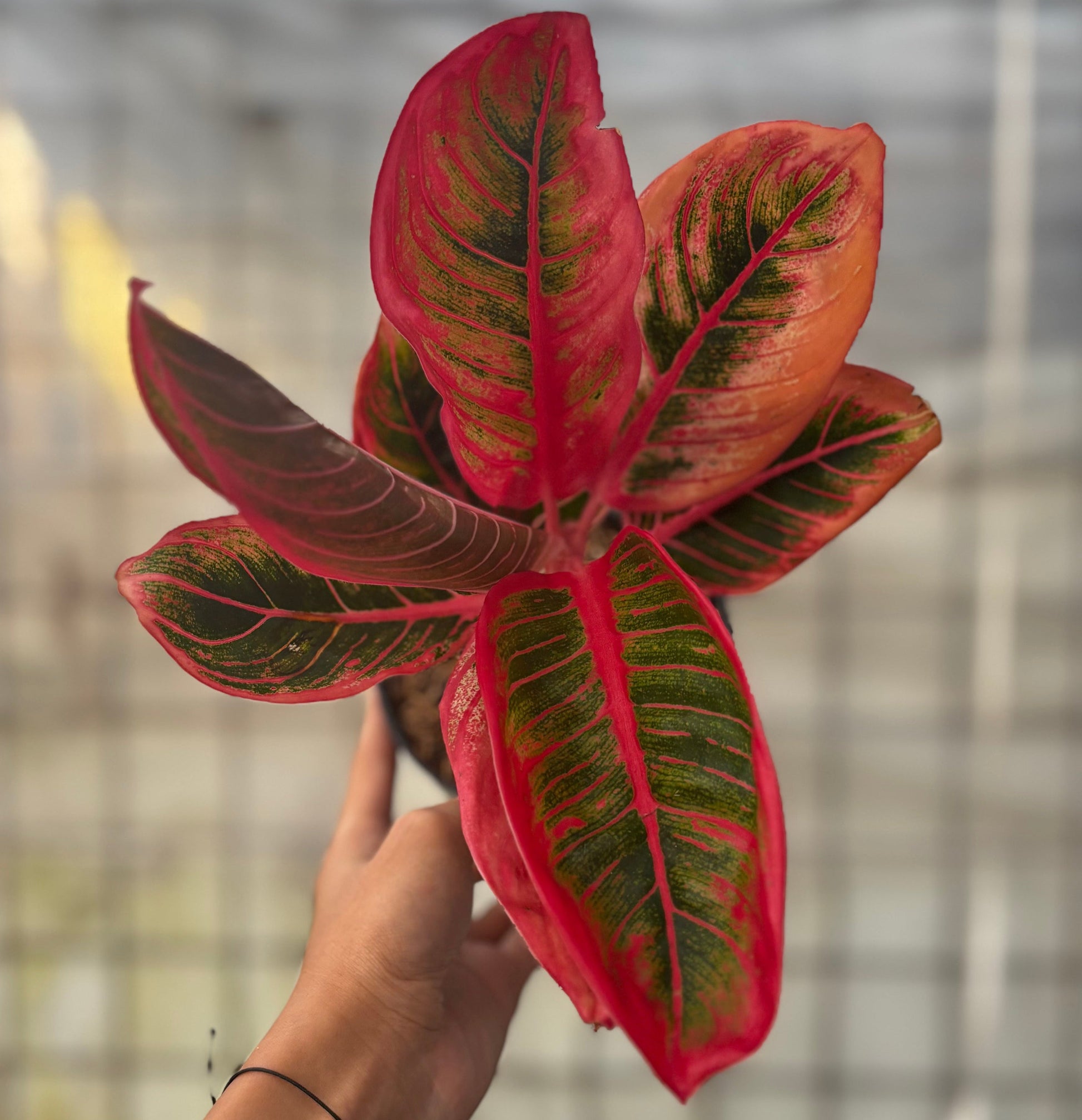 Aglaonema Khanza - Indonesian Rare Plants