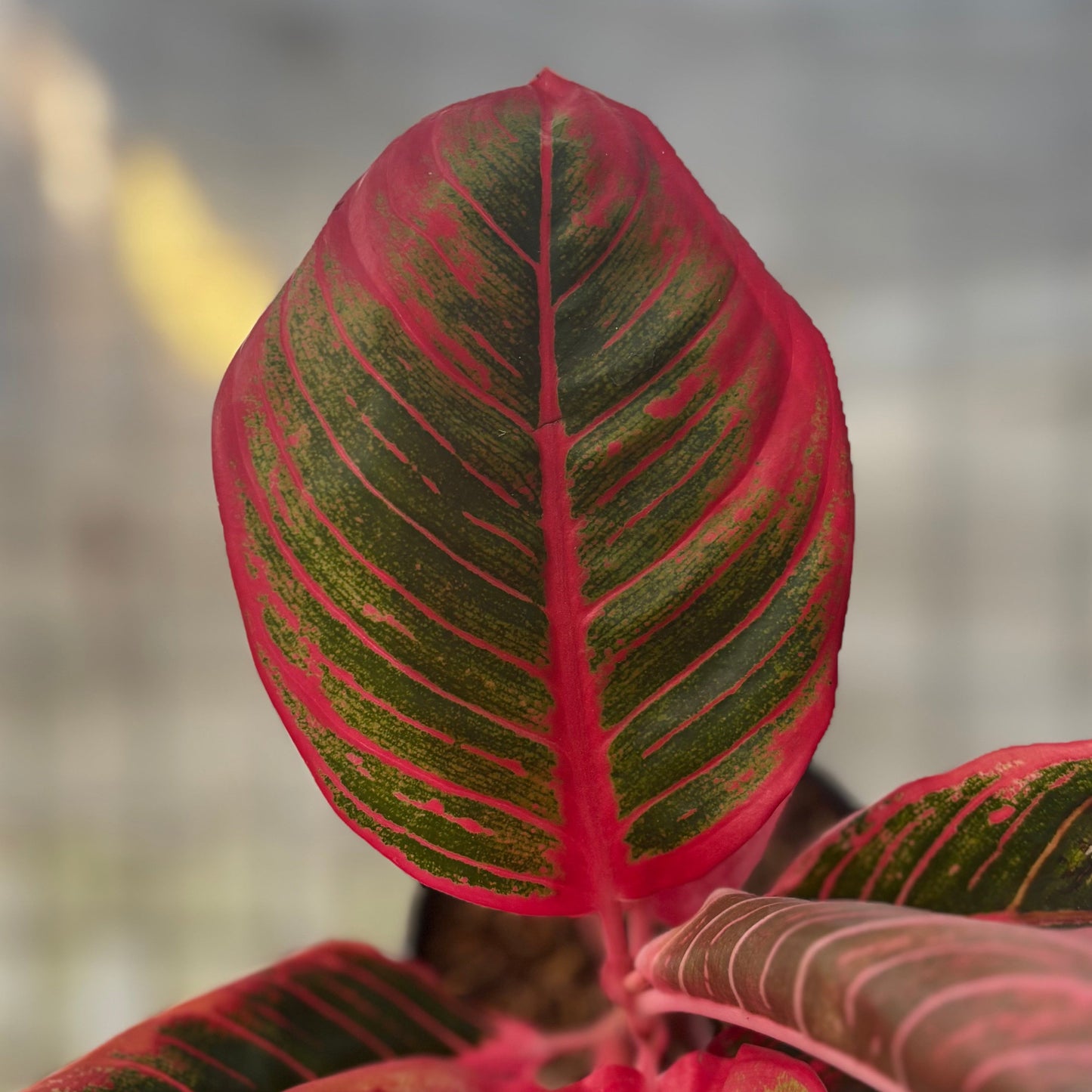 Aglaonema Khanza
