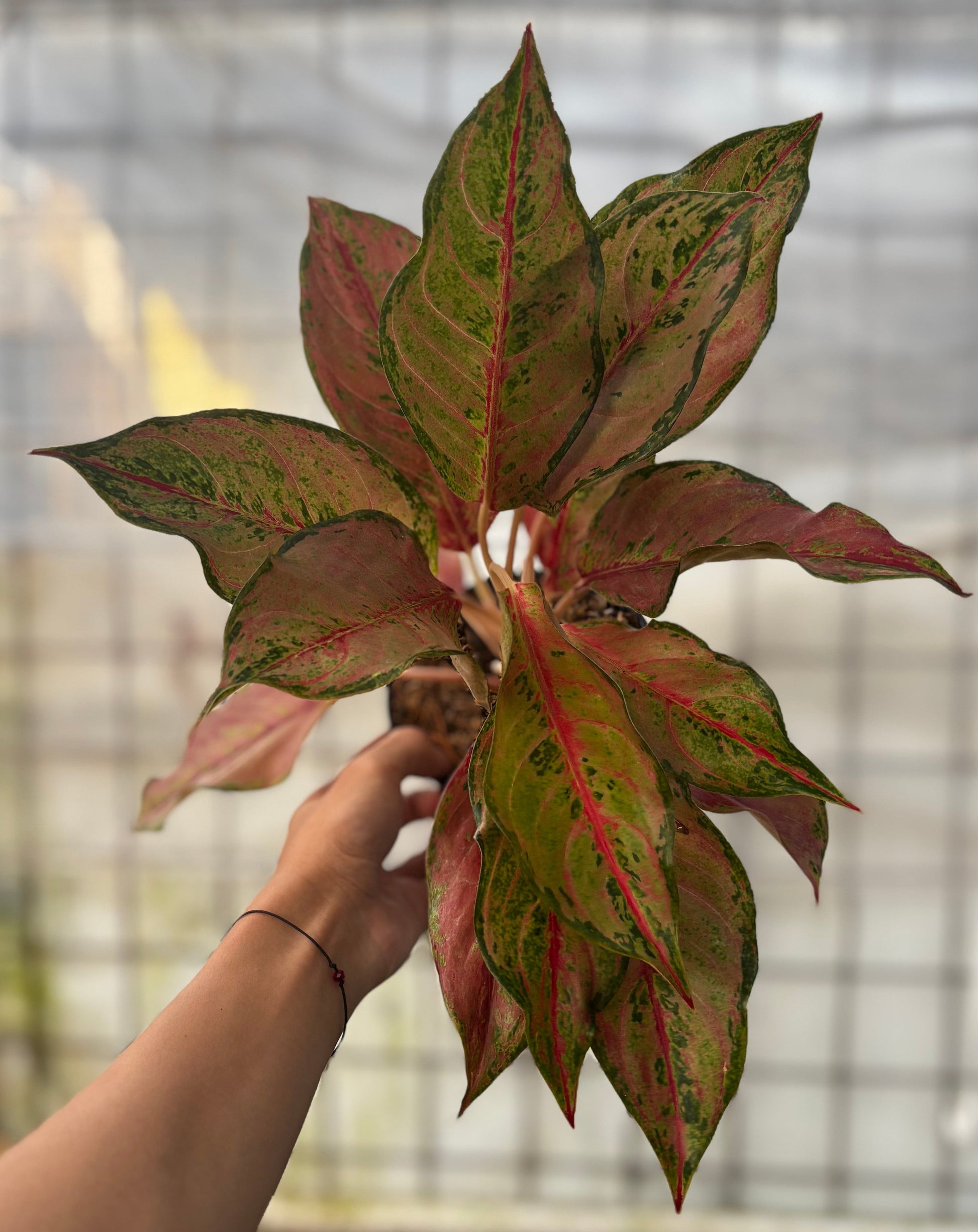 Aglaonema Sweet Mary - Indonesian Rare Plants