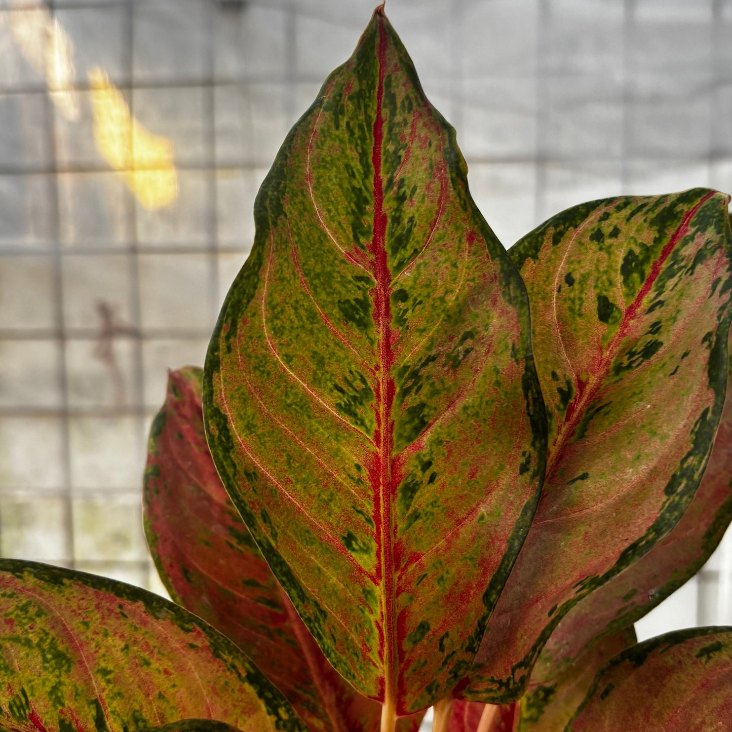 Aglaonema Sweet Mary