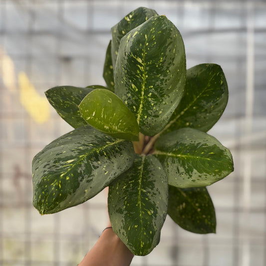 Aglaonema Black Milky Way - Indonesian Rare Plants