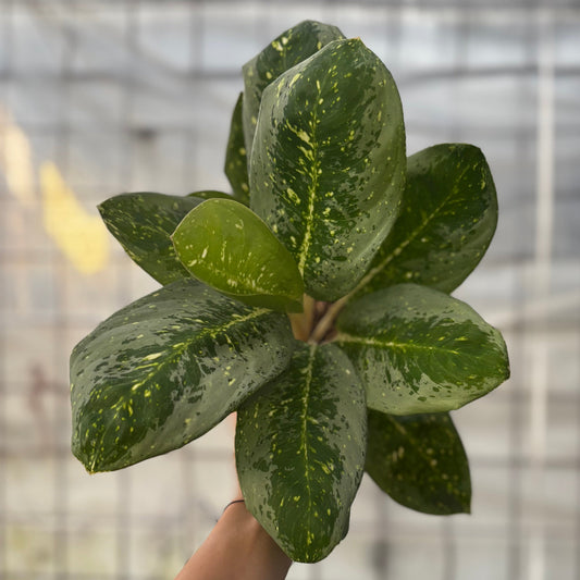 Aglaonema Milky Way — rare Indonesian plant