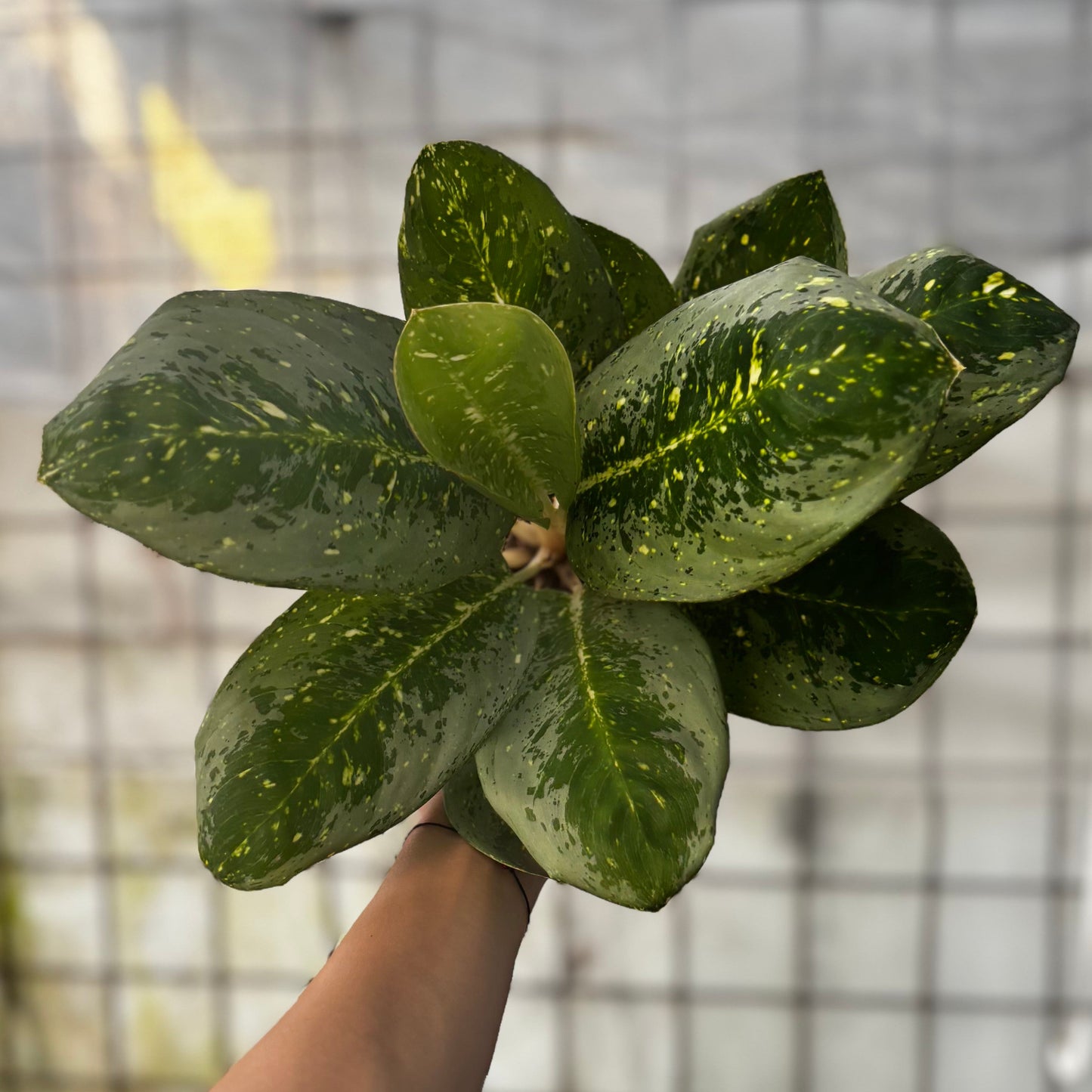 Aglaonema Black Milky Way