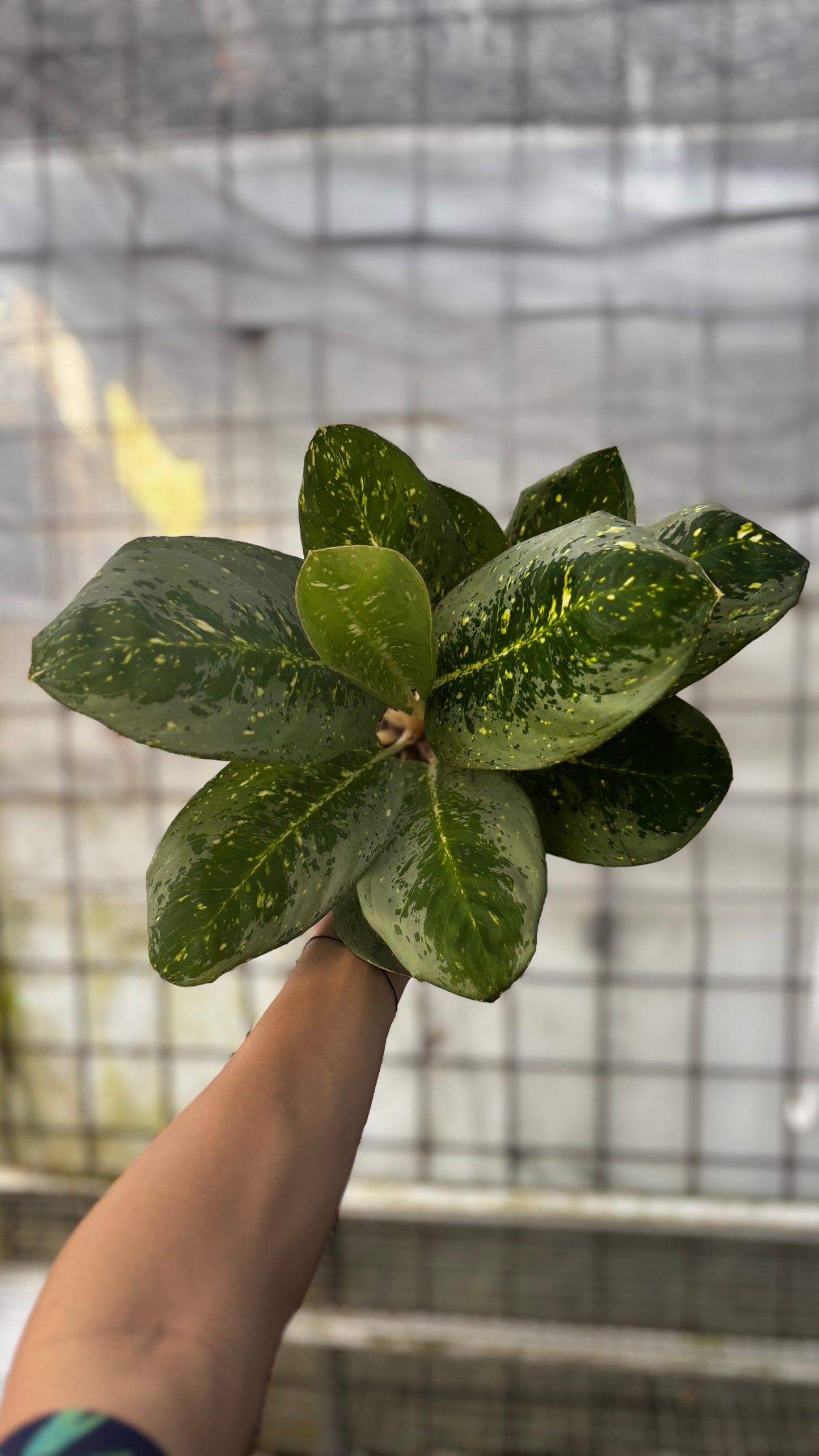 Aglaonema Milky Way — photo 3