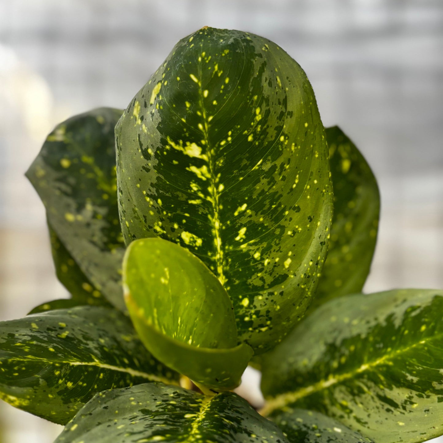 Aglaonema Black Milky Way