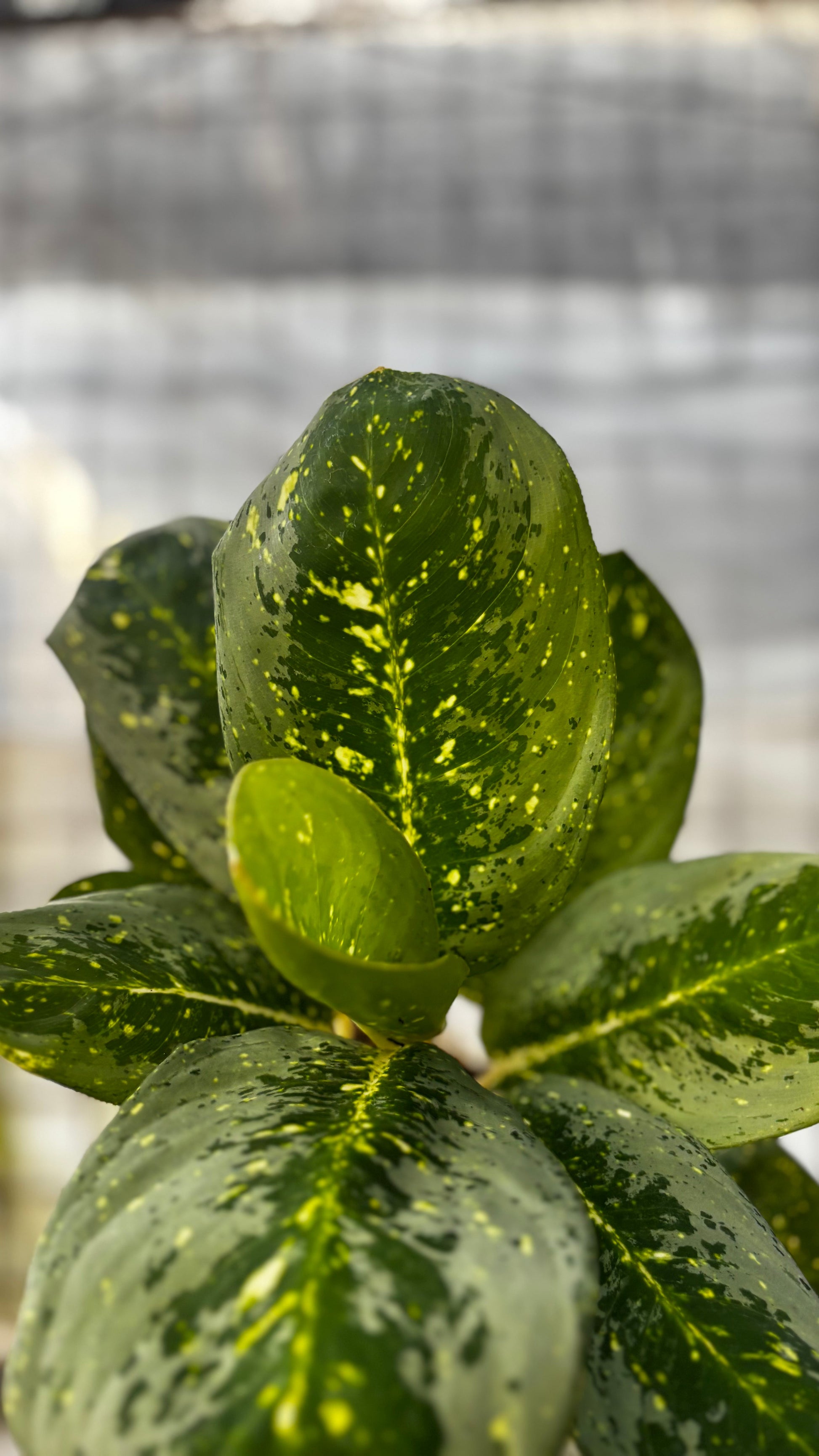 Aglaonema Milky Way — photo 2