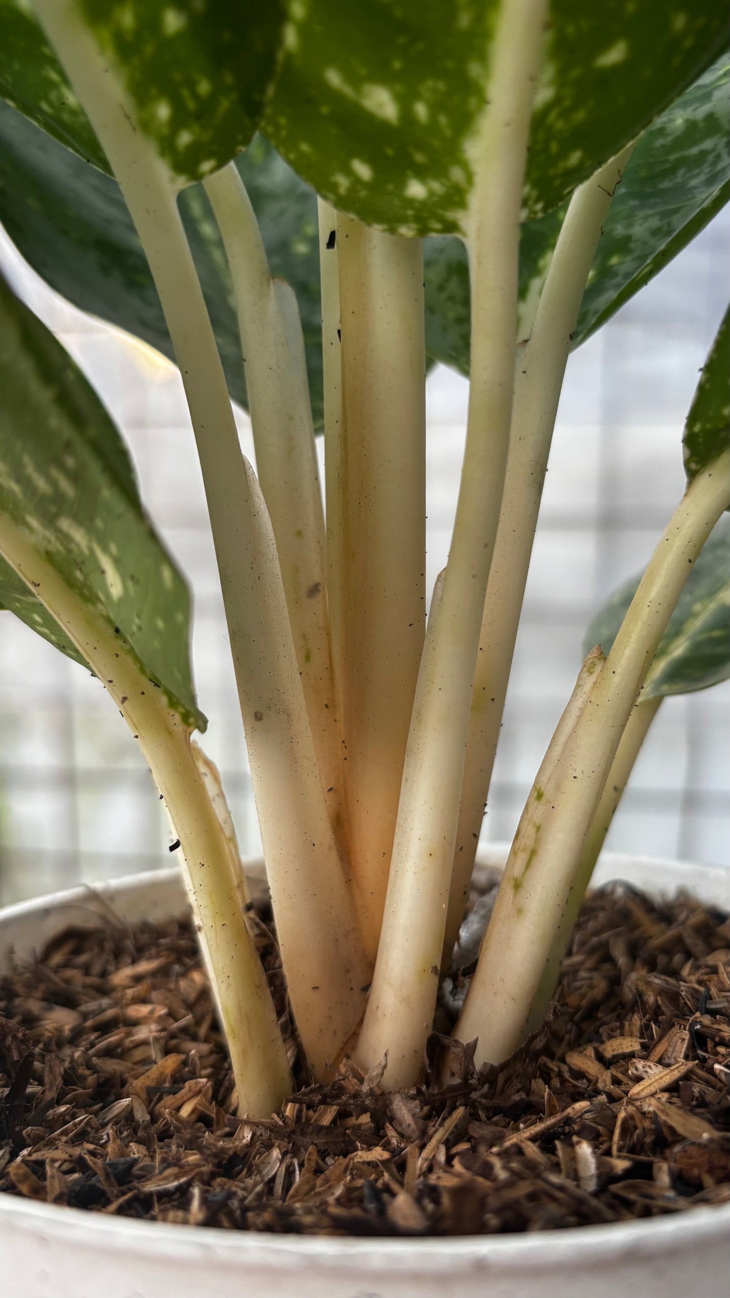 Aglaonema Milky Way — photo 4