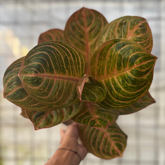 Aglaonema Rinjani - Indonesian Rare Plants