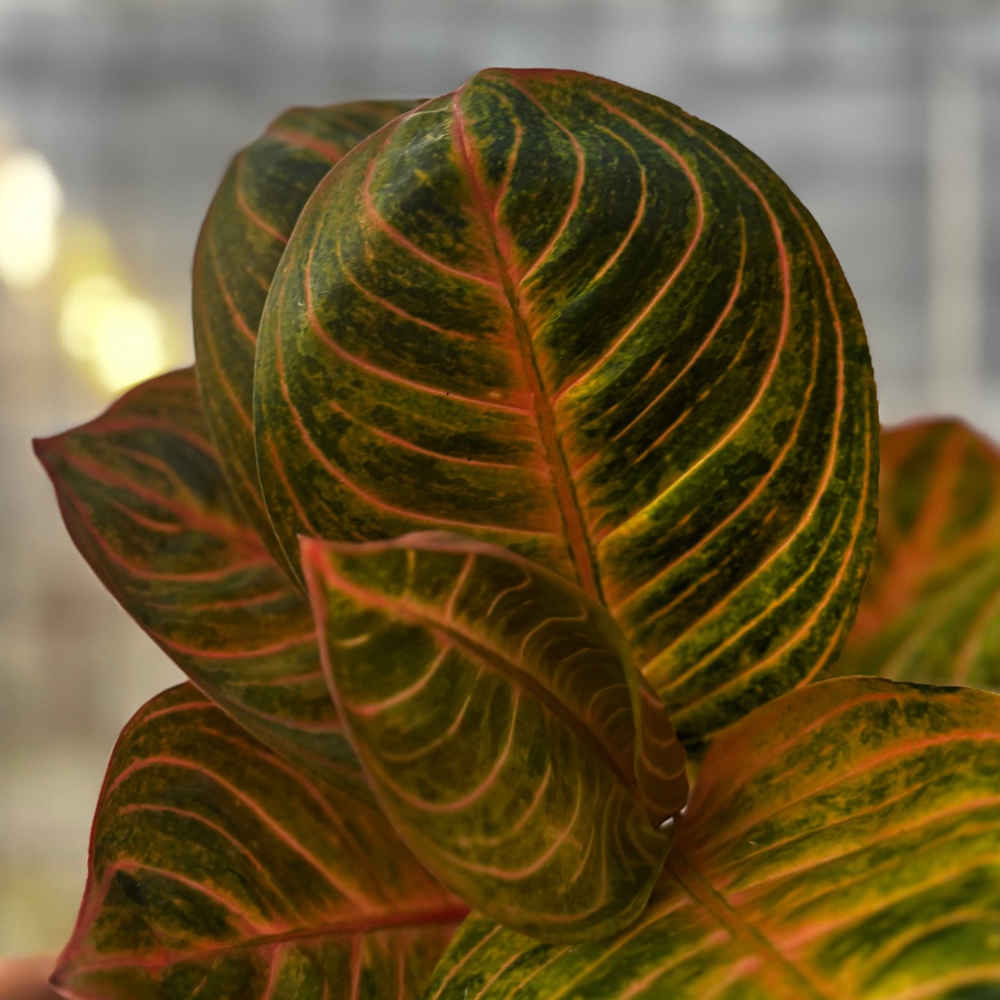 Aglaonema Rinjani