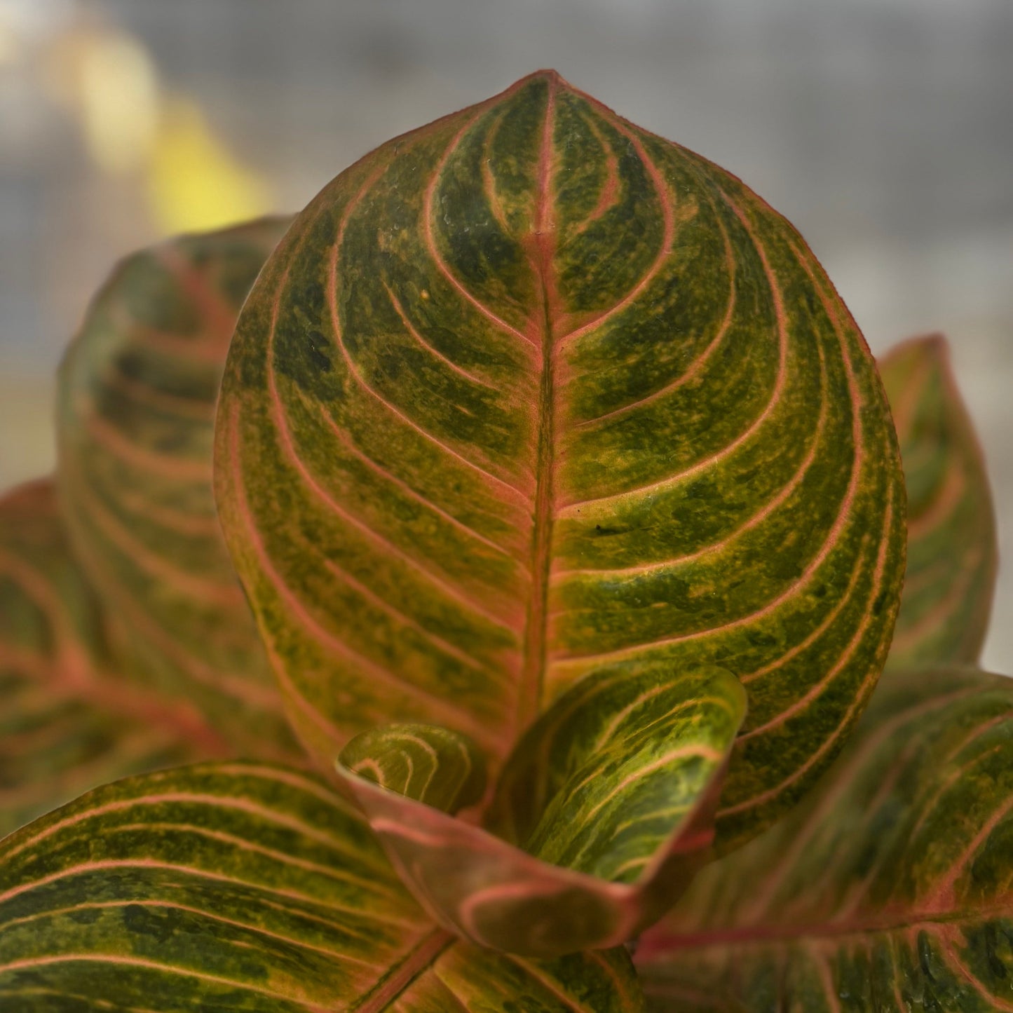 Aglaonema Rinjani