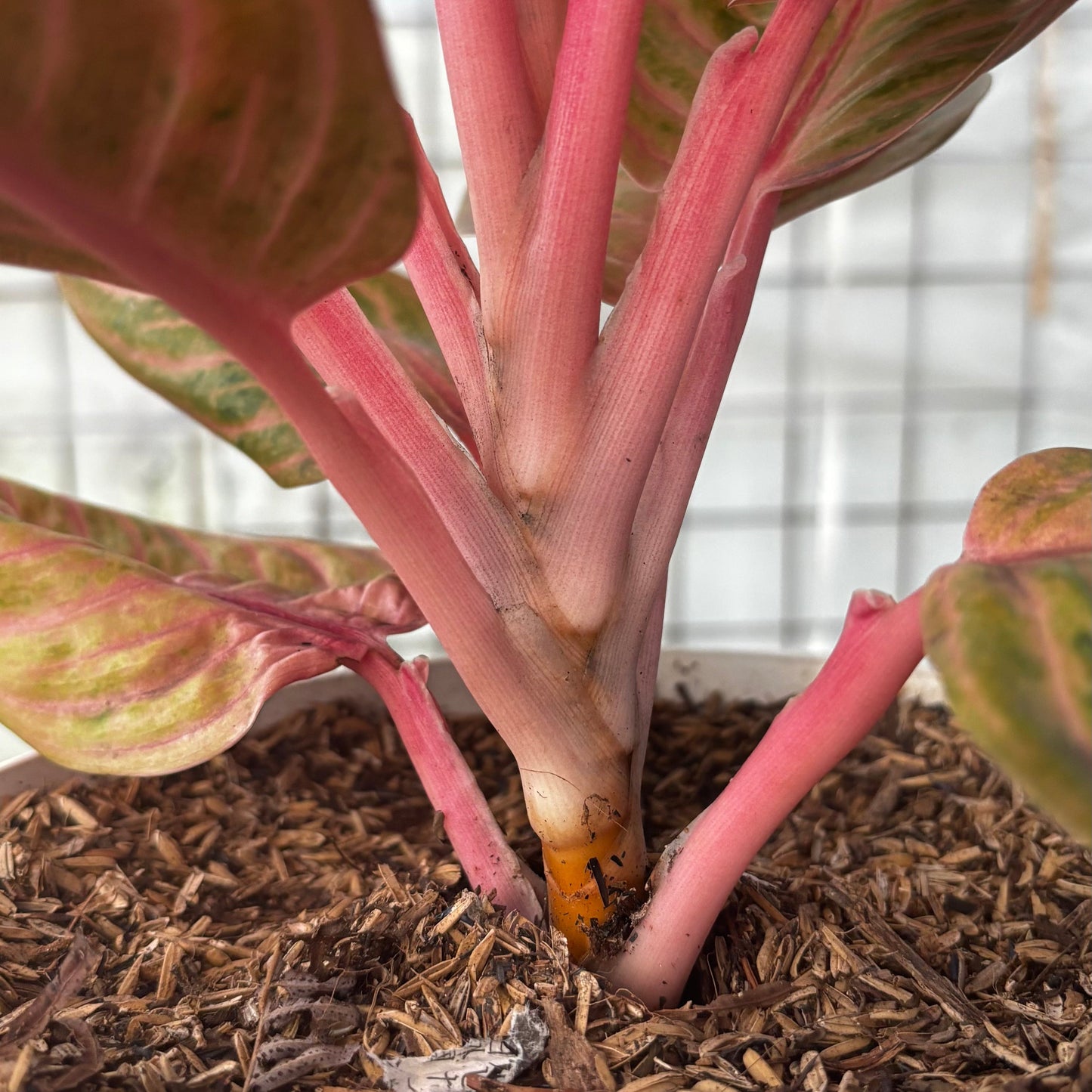 Aglaonema Rinjani