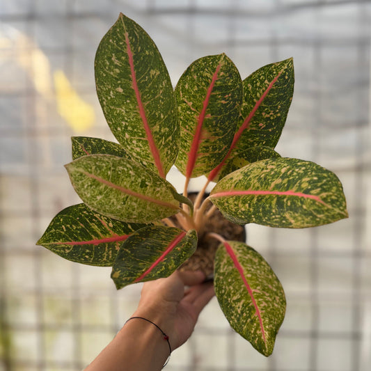 Aglaonema Dona Santi - Indonesian Rare Plants