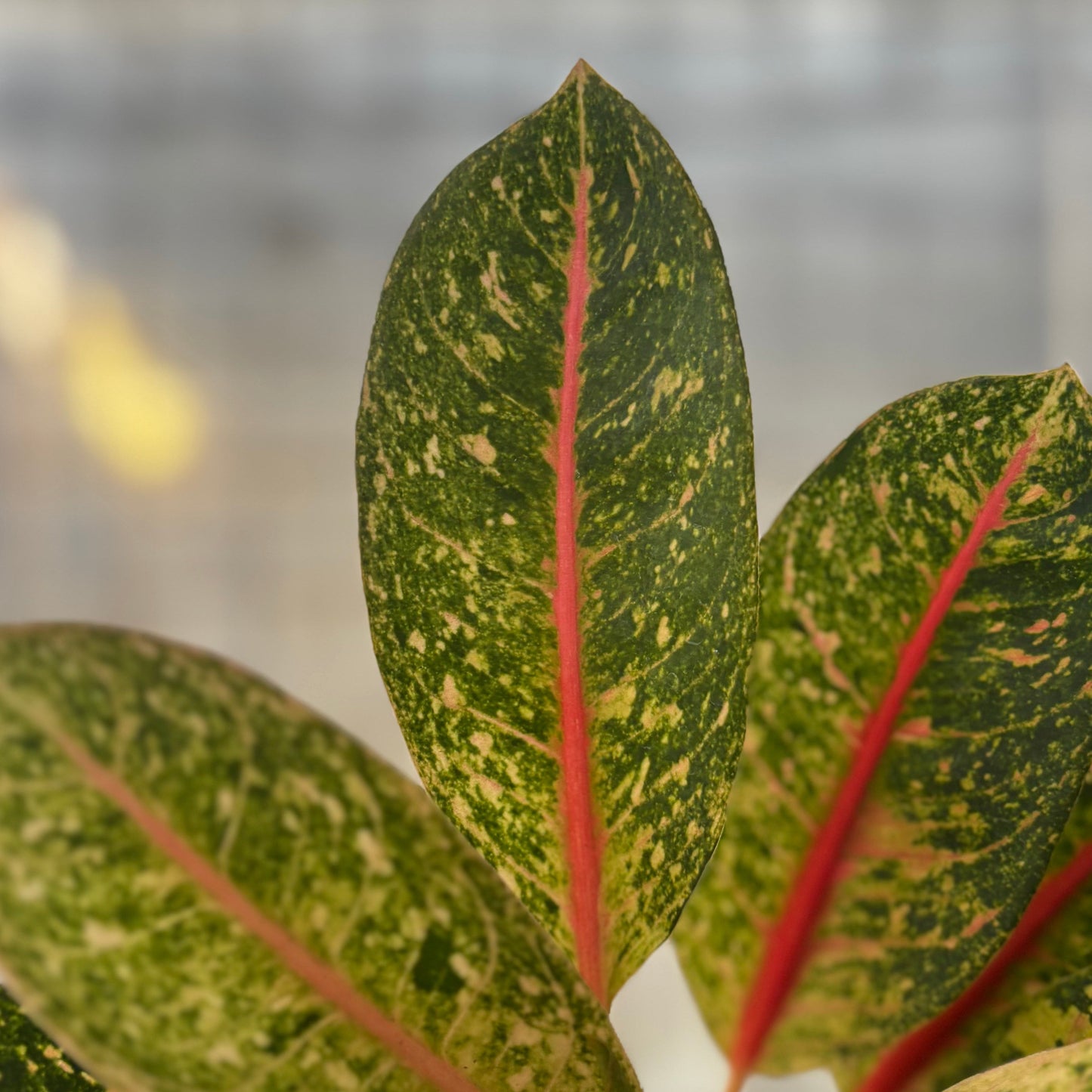 Aglaonema Dona Santi