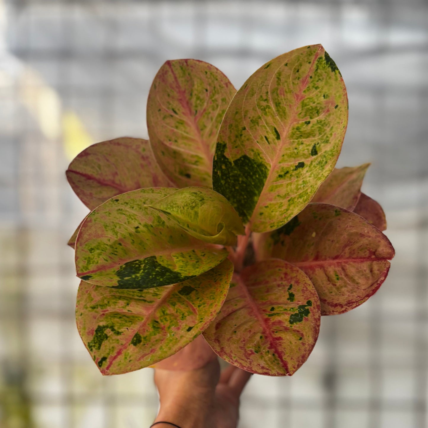 Aglaonema Emerald - Indonesian Rare Plants