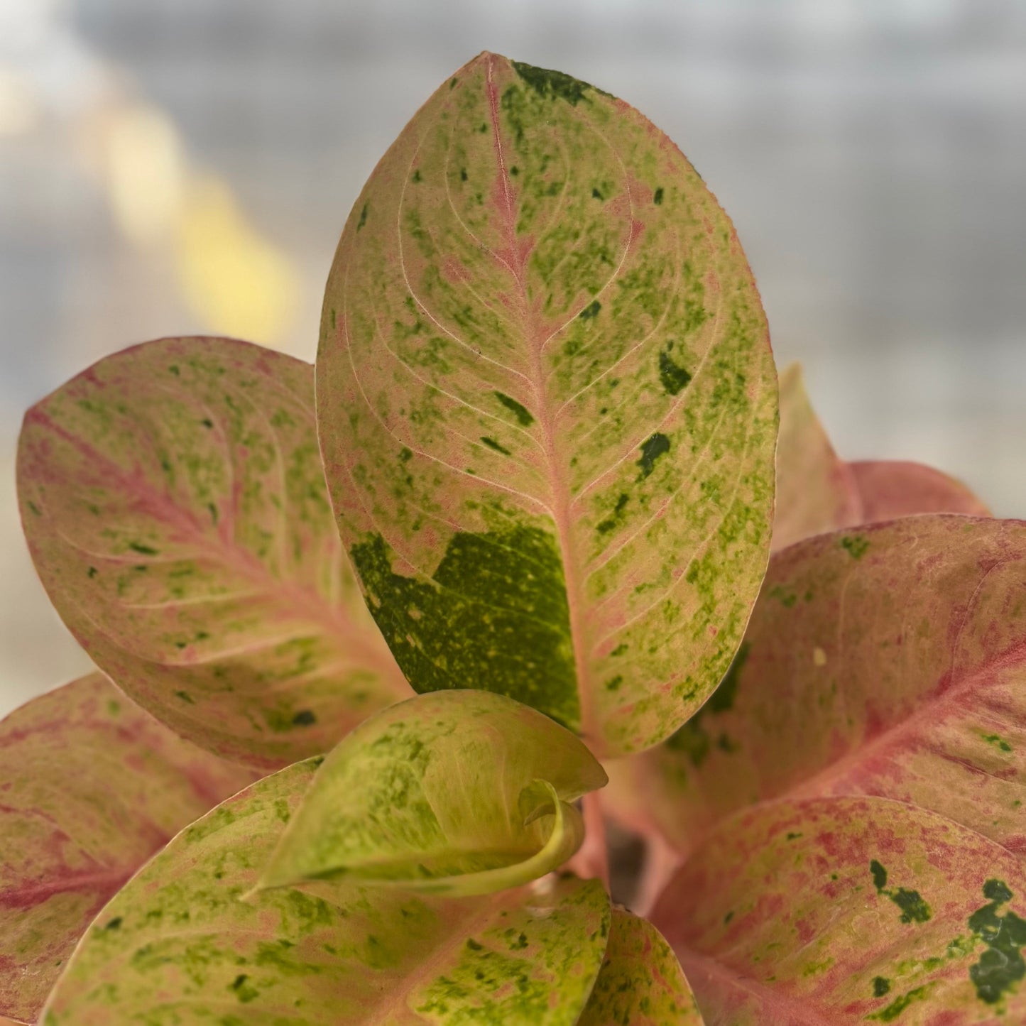 Aglaonema Emerald