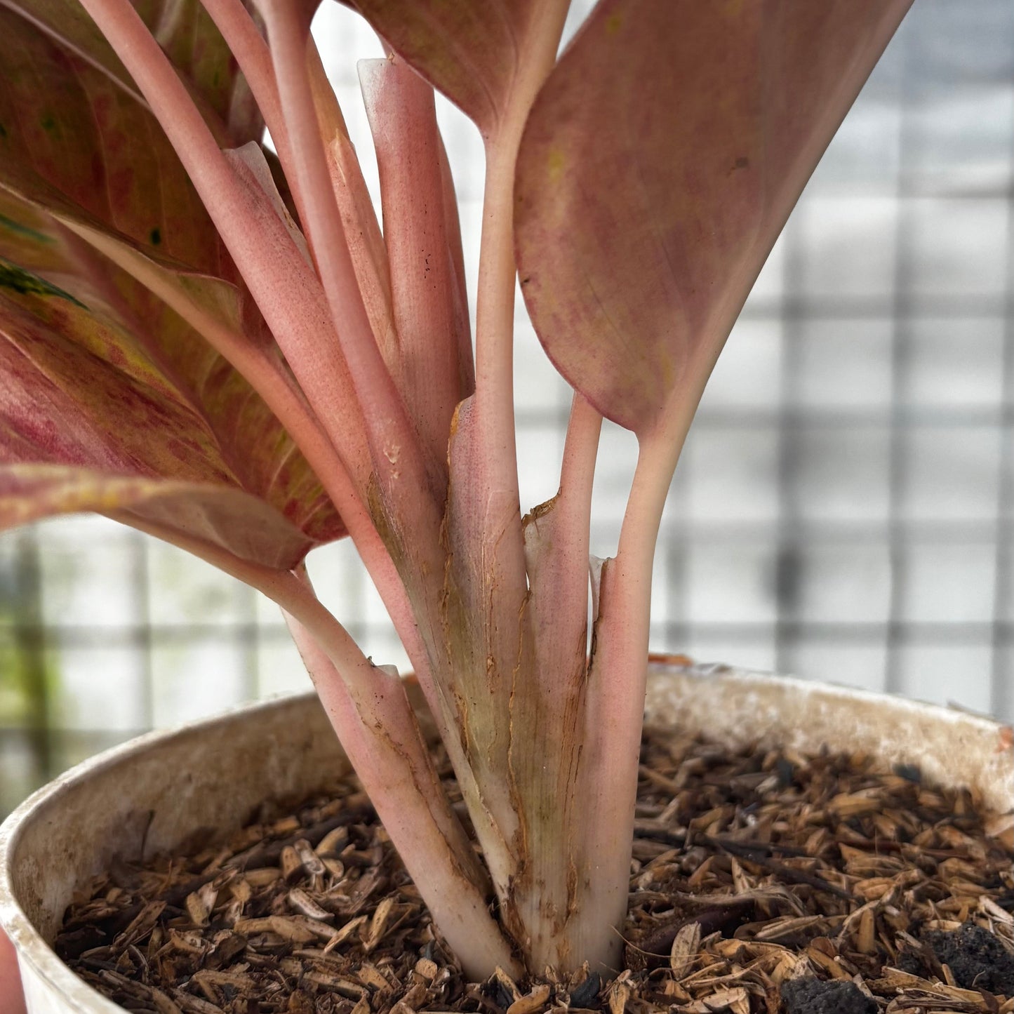 Aglaonema Emerald