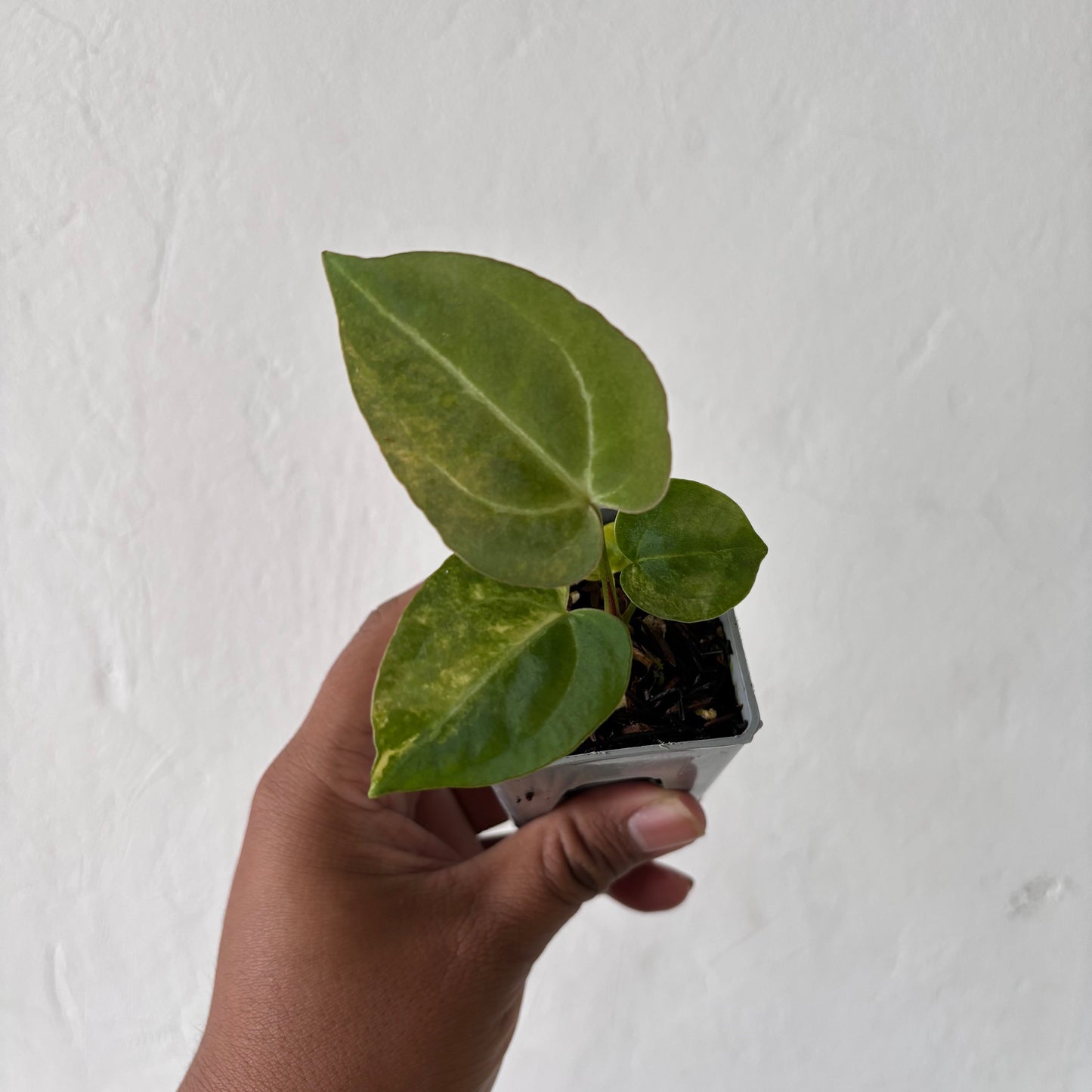 Anthurium Papillilaminum Pink x M x Purple BVIT — rare Indonesian plant