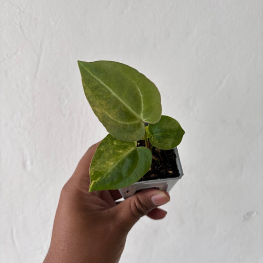 Anthurium Papillilaminum Pink x M x Purple BVIT — rare Indonesian plant